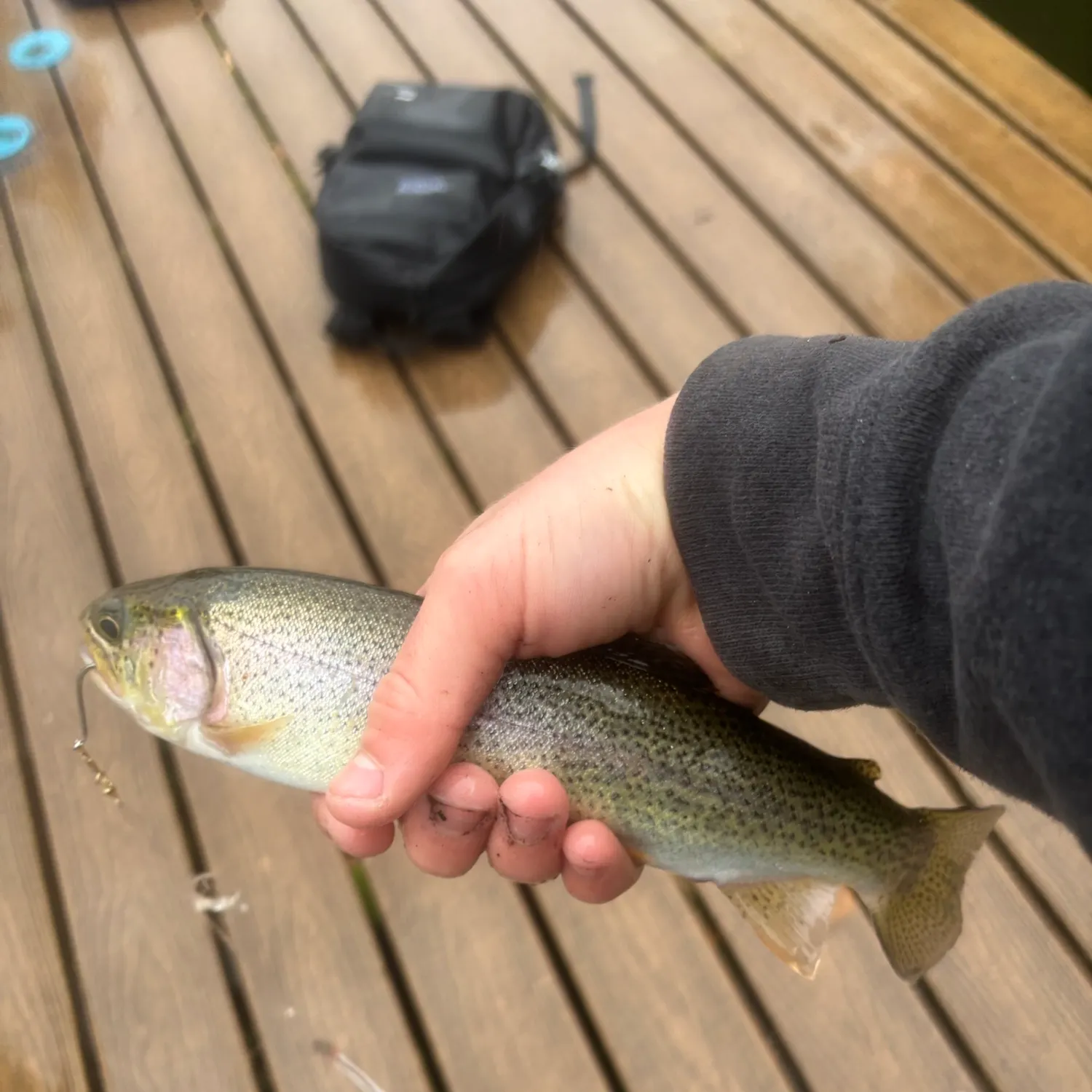 Rainbow trout caught on Fishbrain