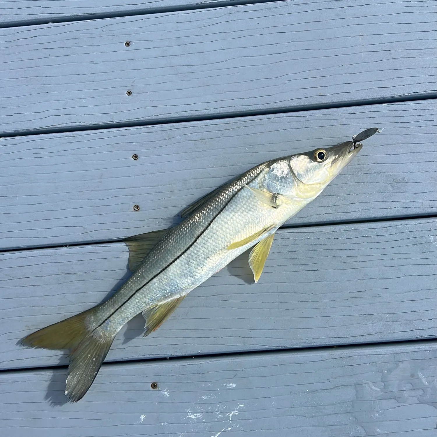 Common snook caught on Fishbrain