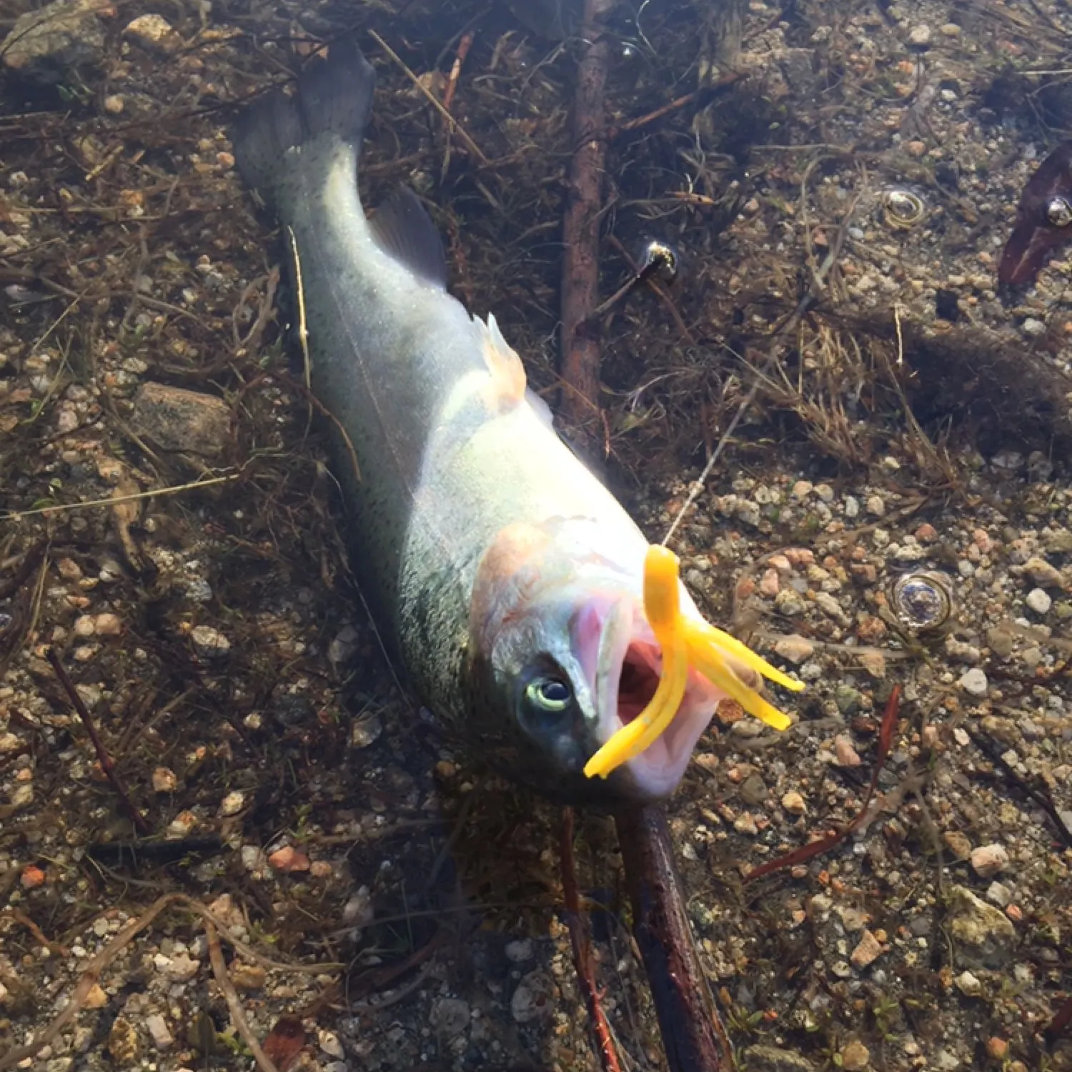 angler catch