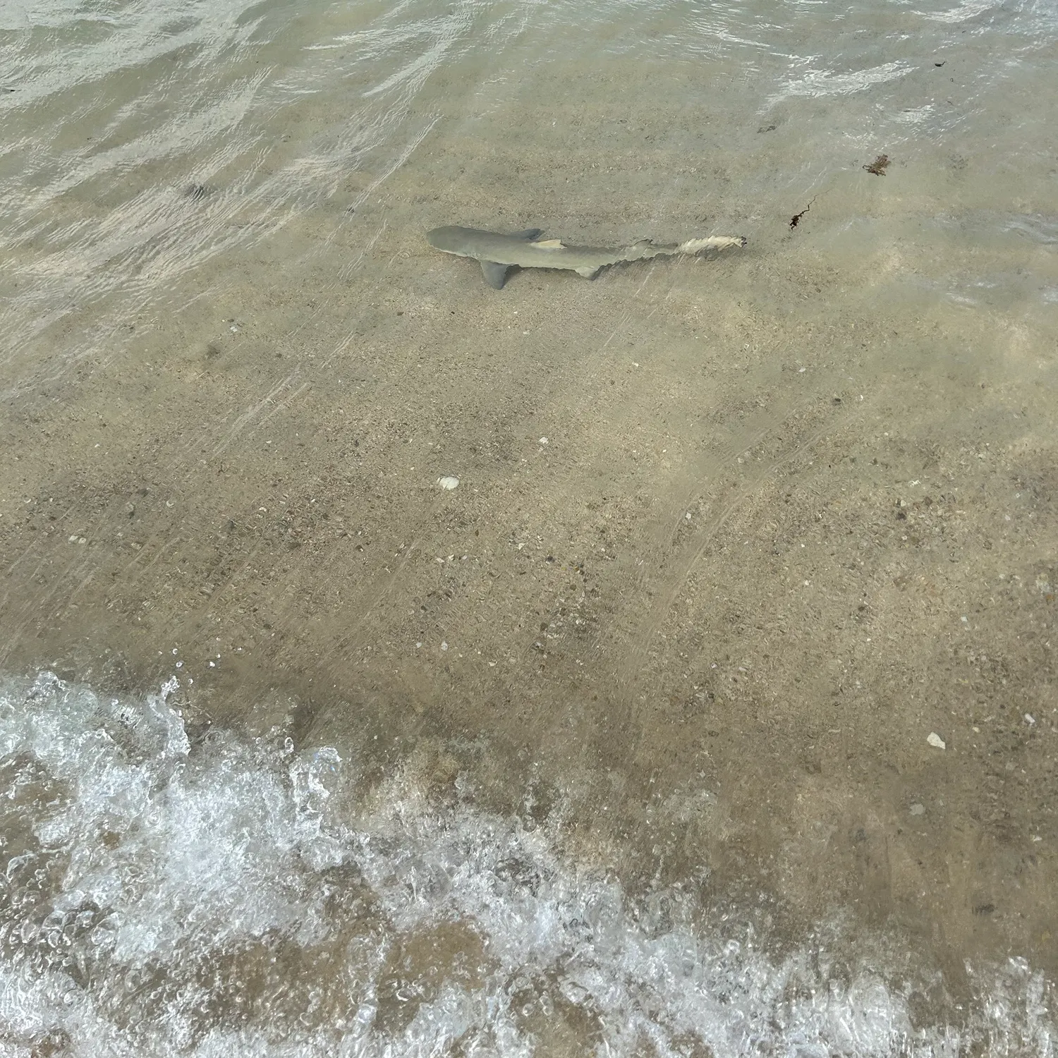 The most recent Bull shark catches on Fishbrain