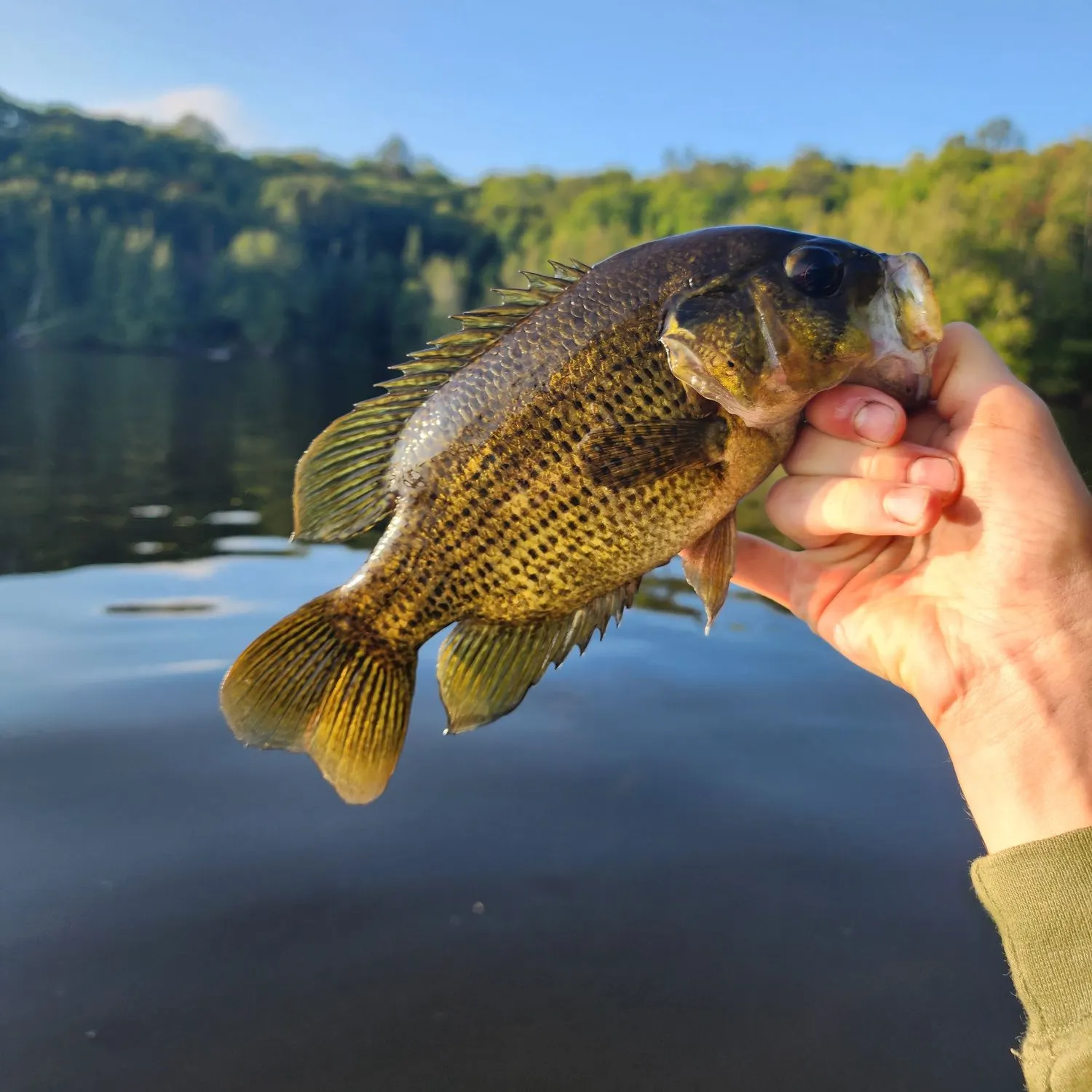 Rock bass caught on Fishbrain