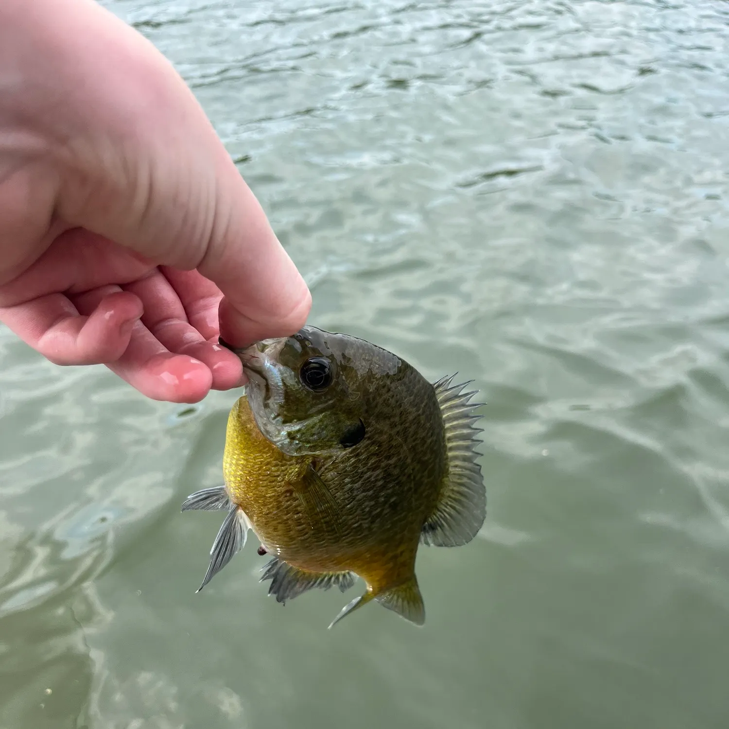 The most recent Orange clownfish catches on Fishbrain