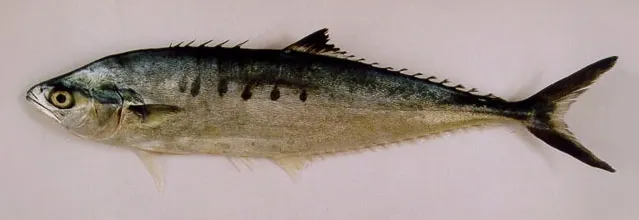 Needlescaled queenfish