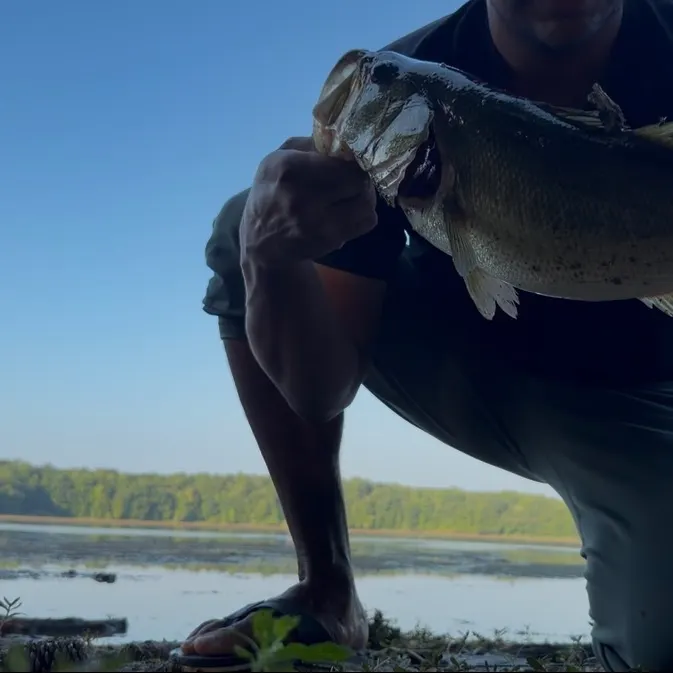 Largemouth bass caught on Fishbrain