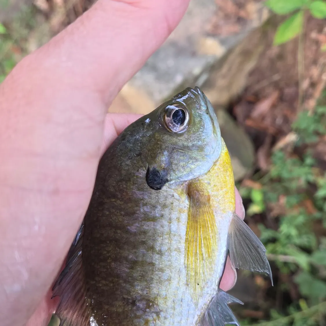 Bluegill caught on Fishbrain