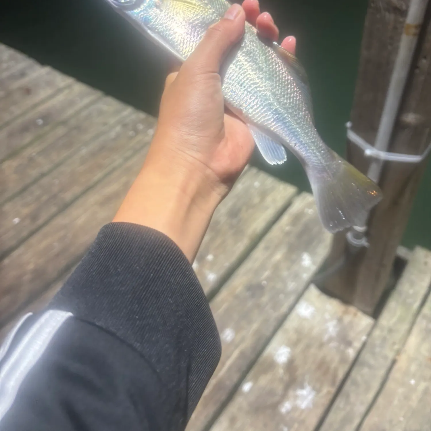 The most recent Sand seatrout catches on Fishbrain