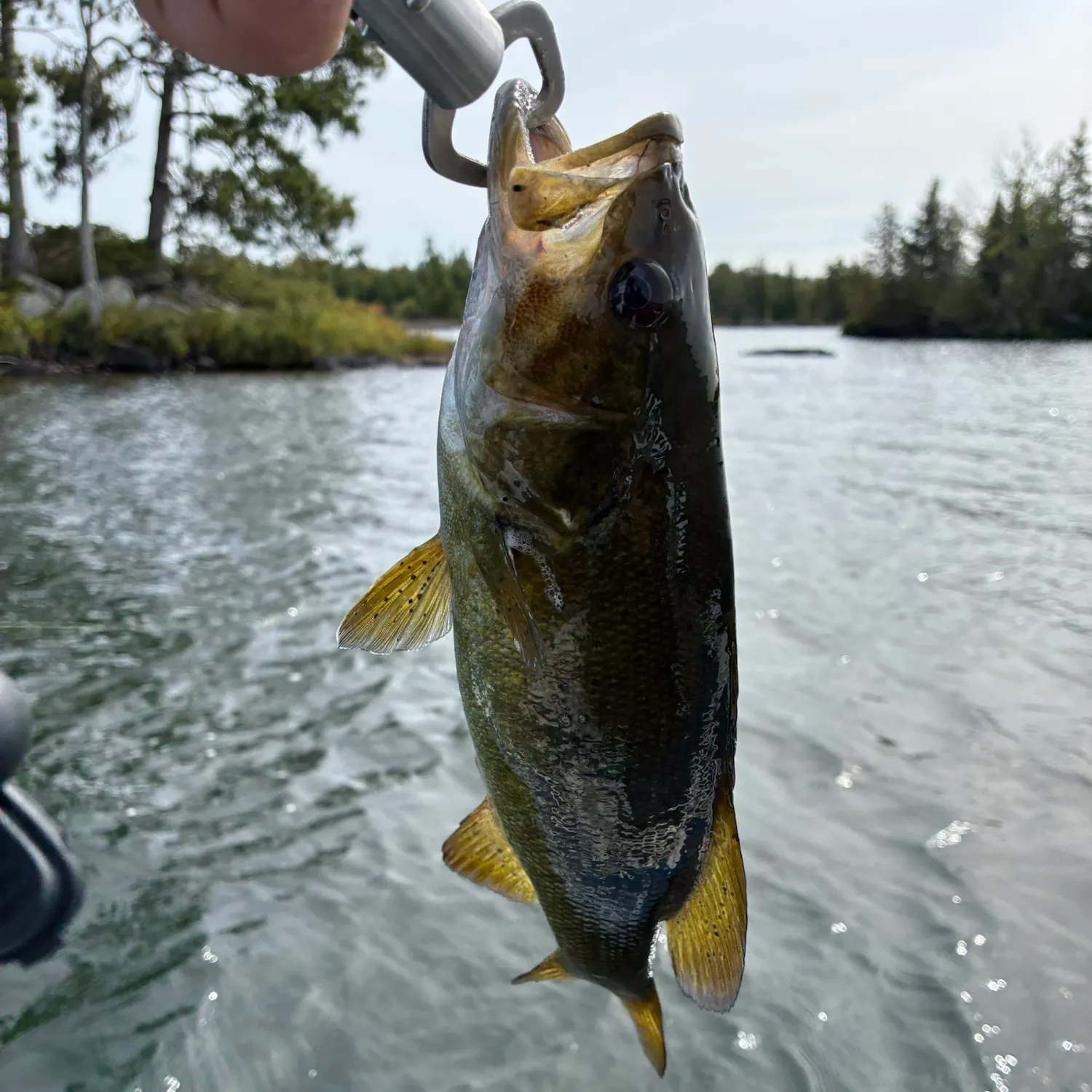 Smallmouth bass caught on Fishbrain