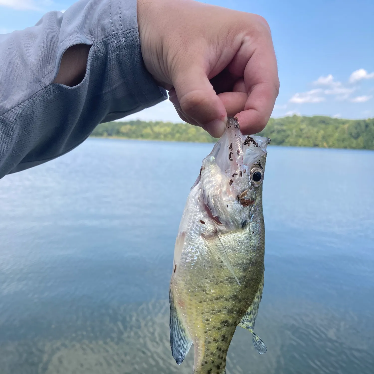 White crappie caught on Fishbrain