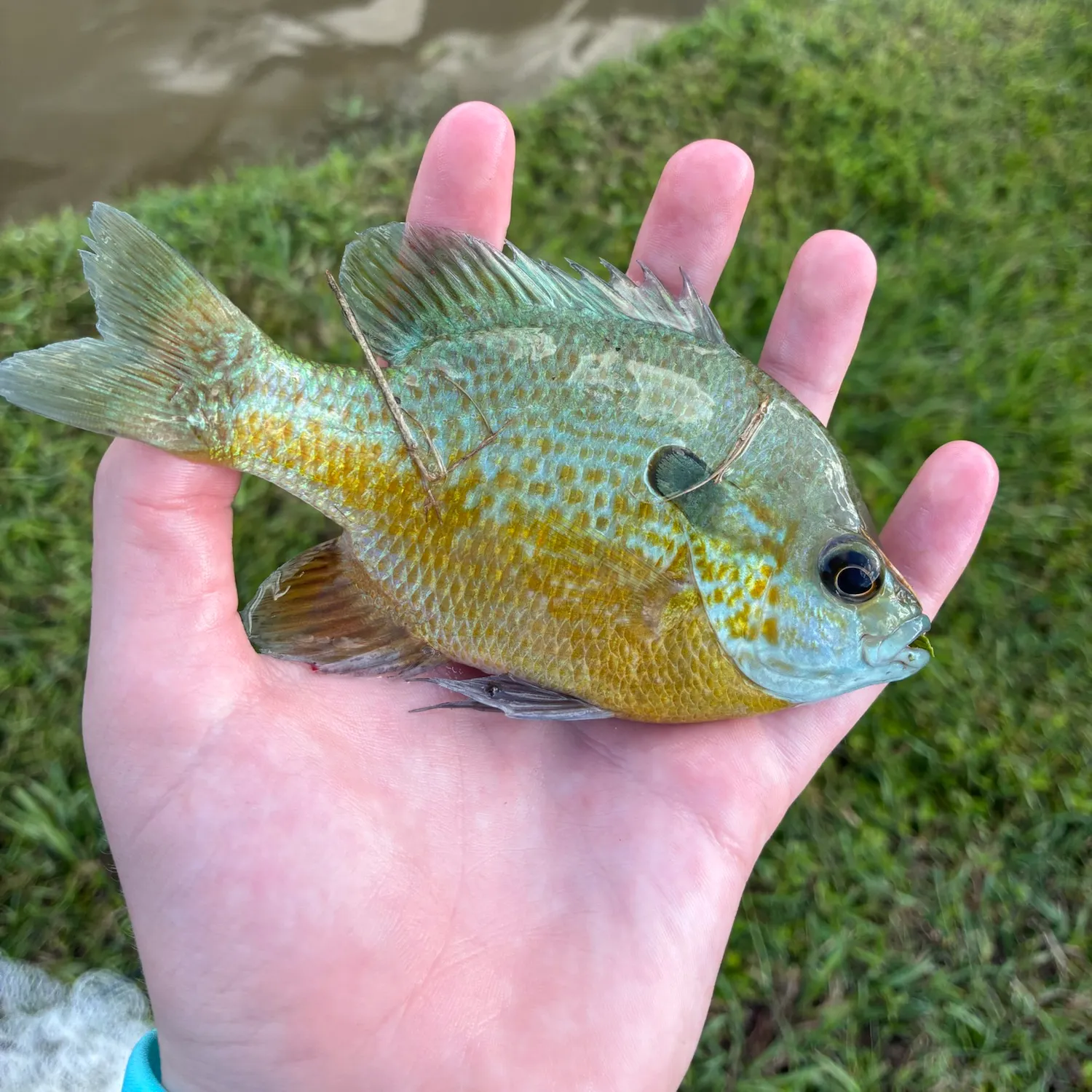 Longear sunfish caught on Fishbrain