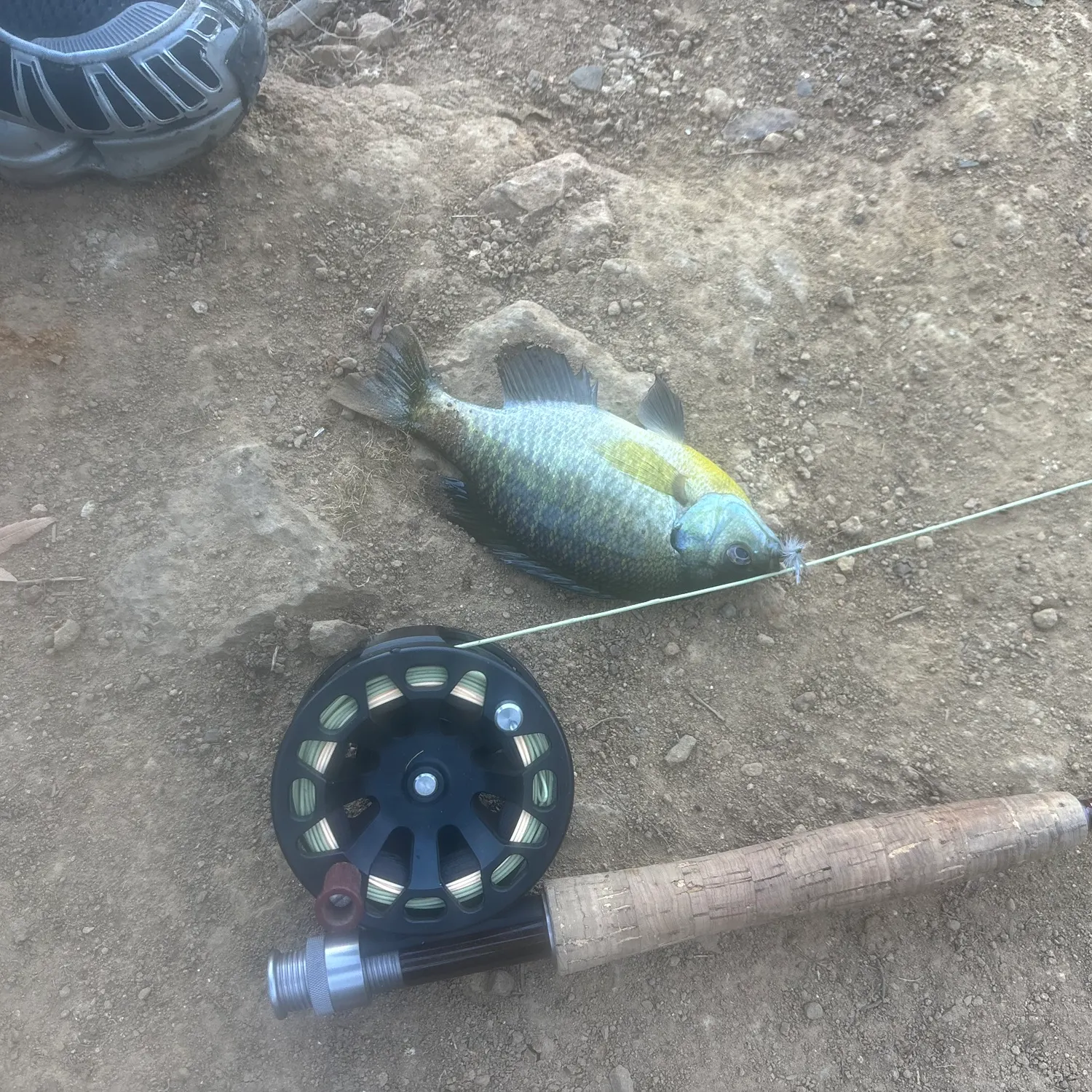 Bluegill caught on Fishbrain