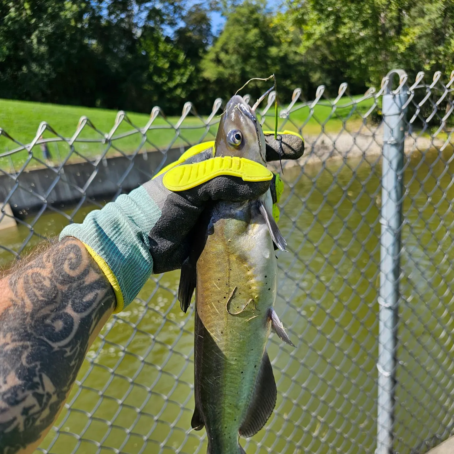 Channel catfish caught on Fishbrain