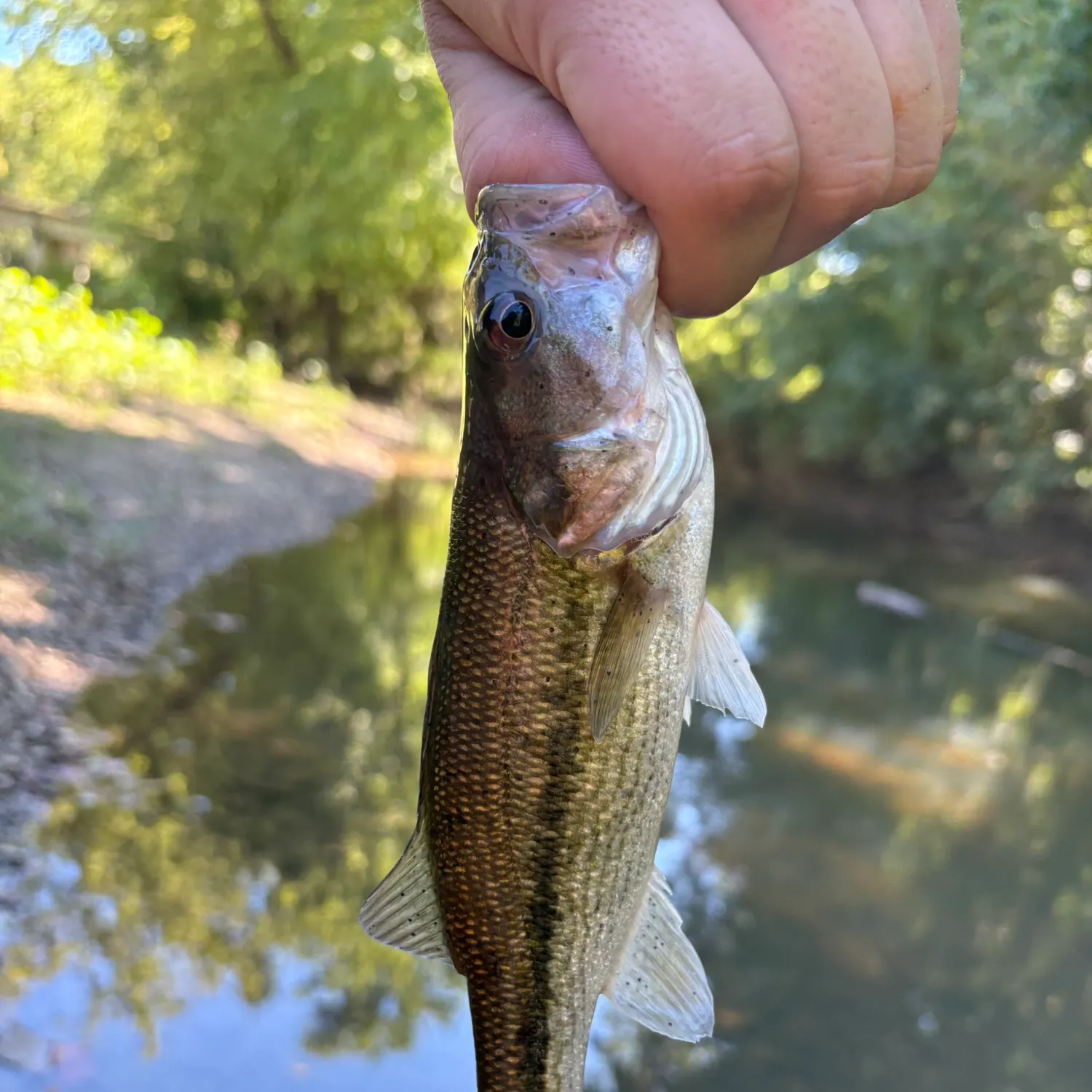 Spotted bass caught on Fishbrain