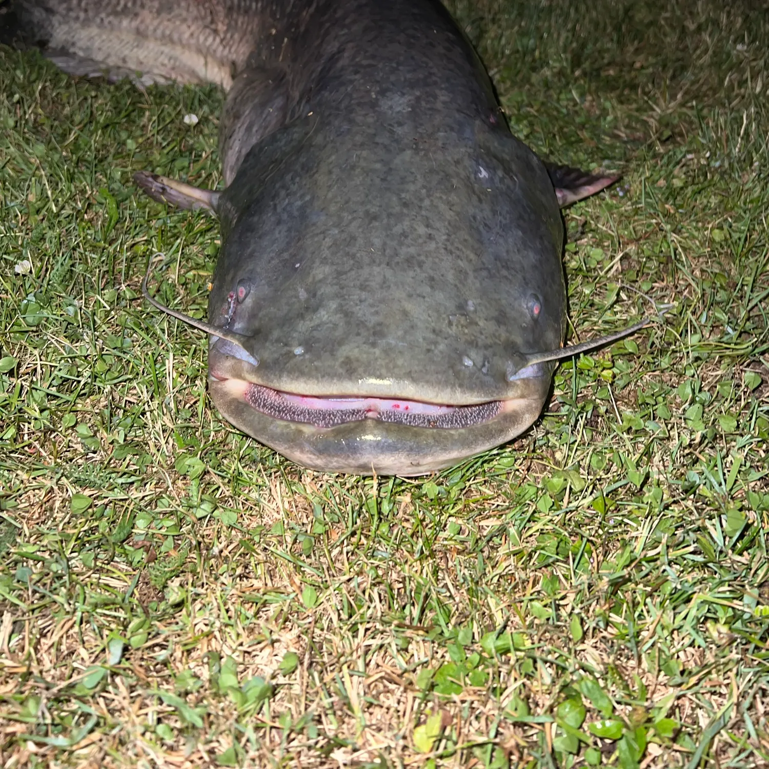Black bullhead caught on Fishbrain