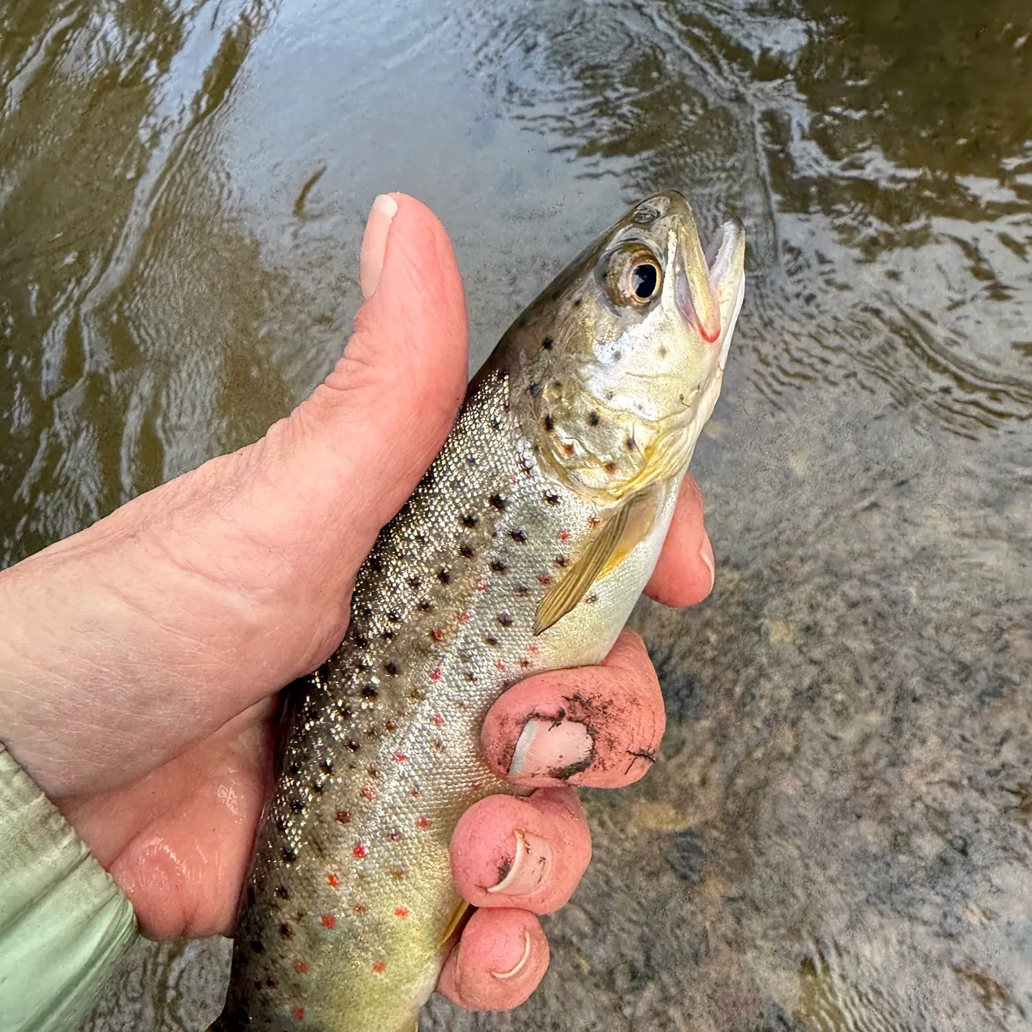 Fish caught on Fishbrain