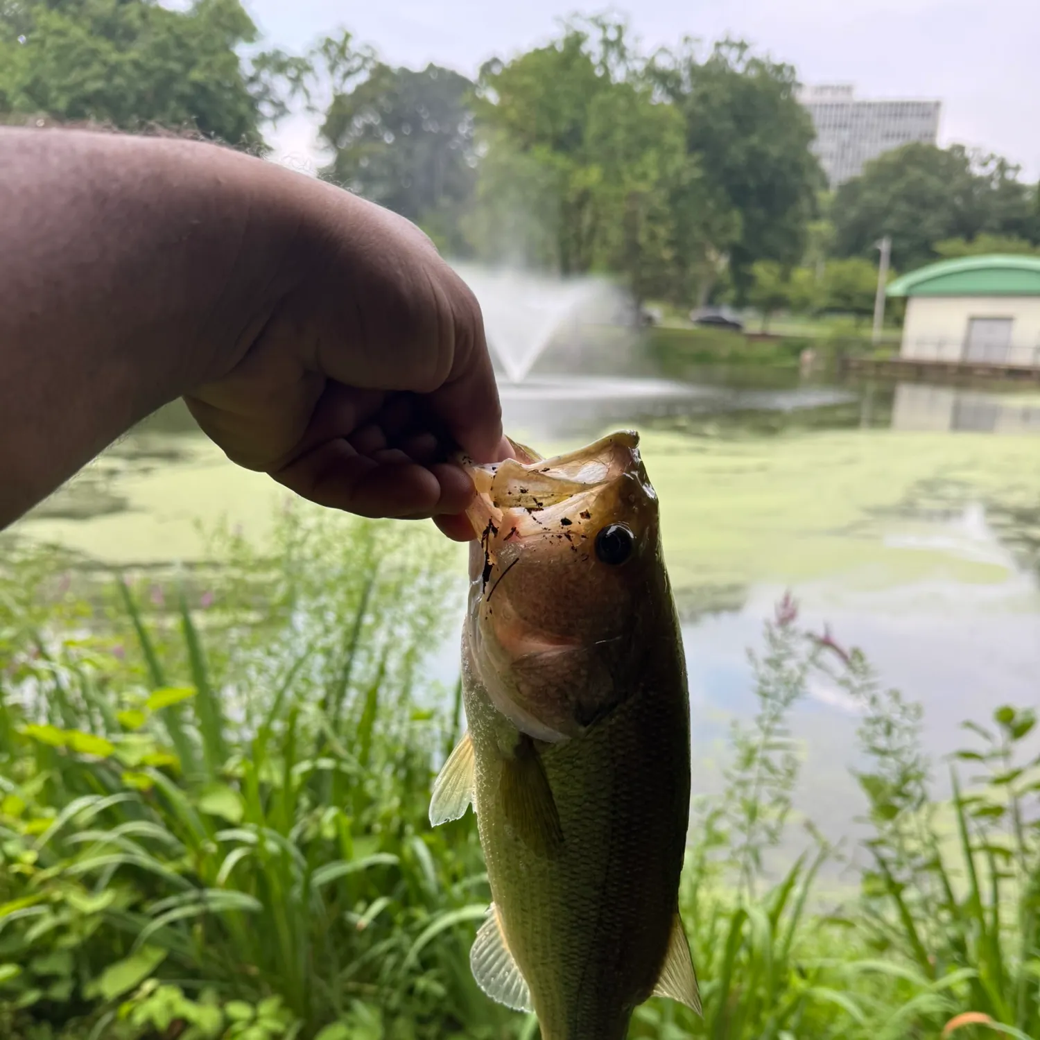 catch