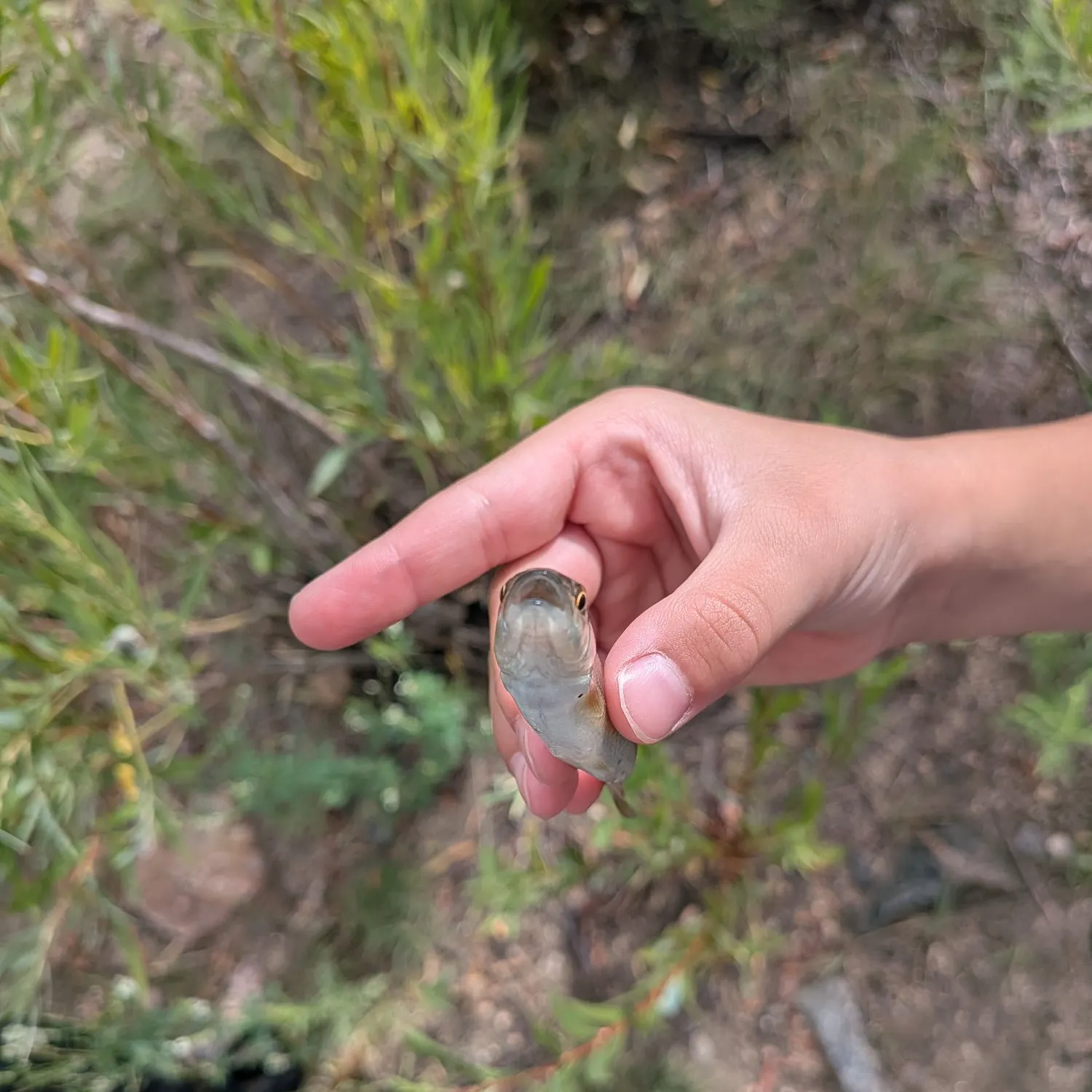 The most recent Sandhills chub catches on Fishbrain