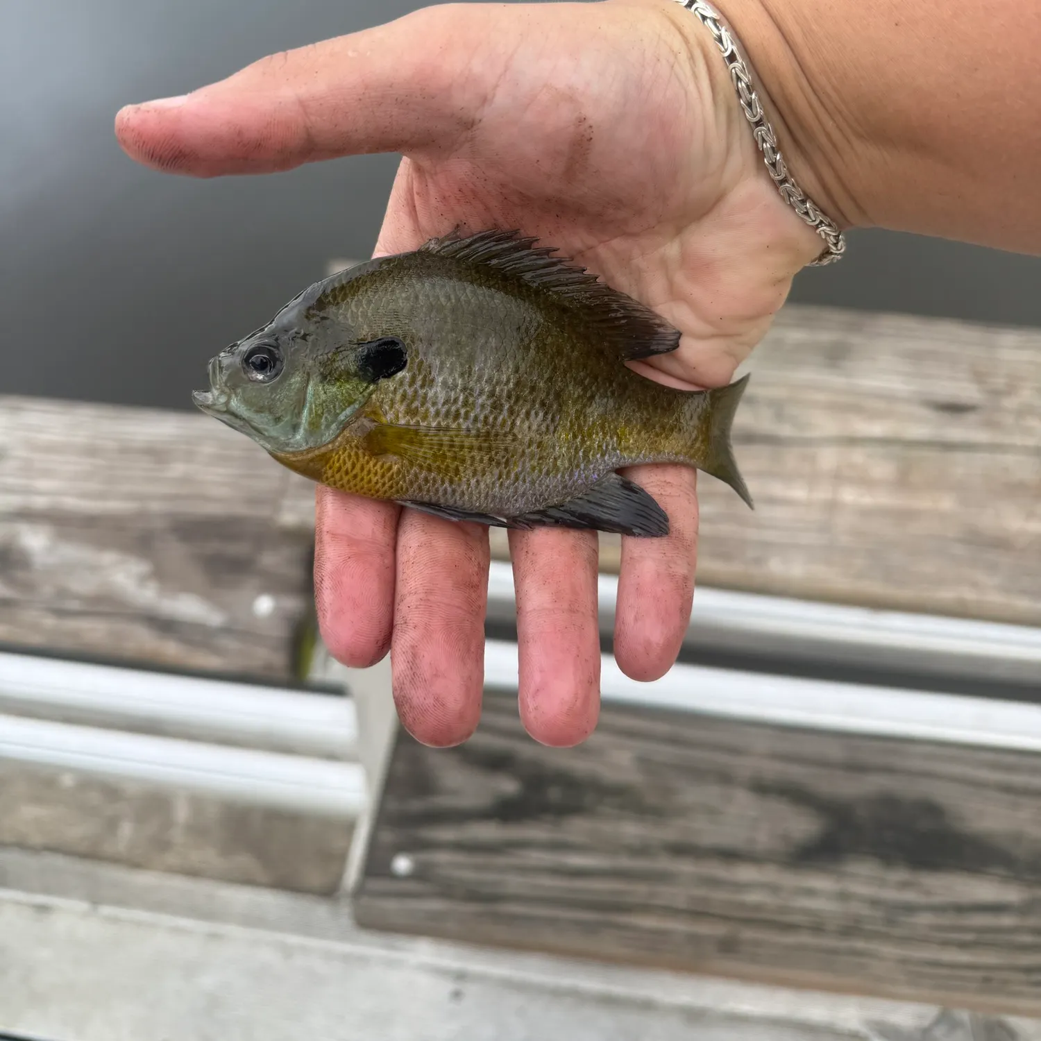 Bluegill caught on Fishbrain