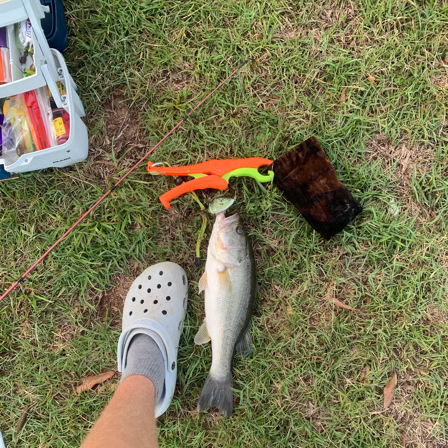 Largemouth bass caught on Fishbrain