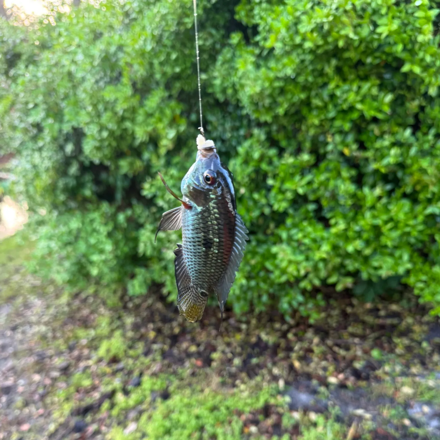 The most recent Chanchita catches on Fishbrain