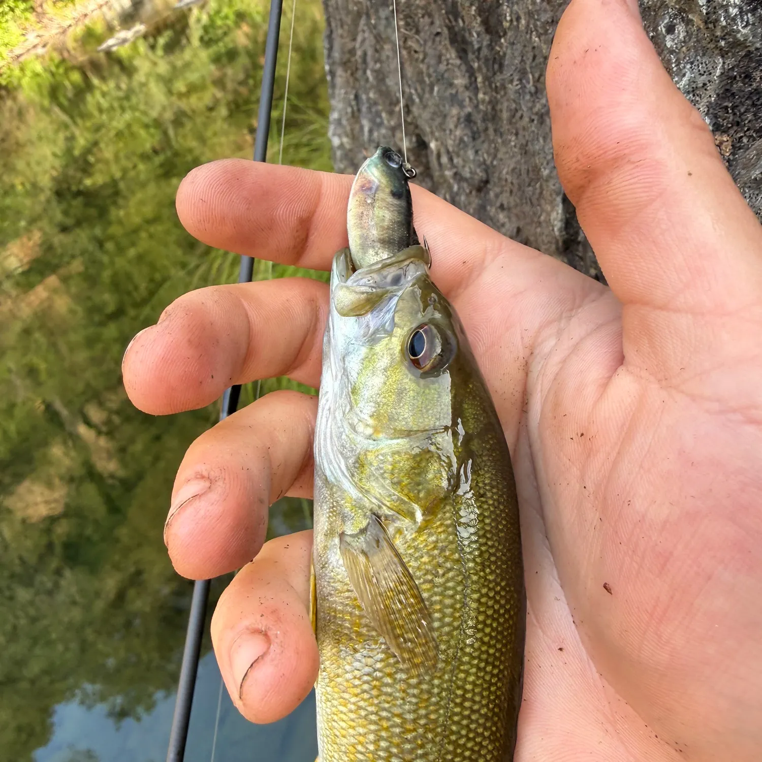 Smallmouth bass caught on Fishbrain