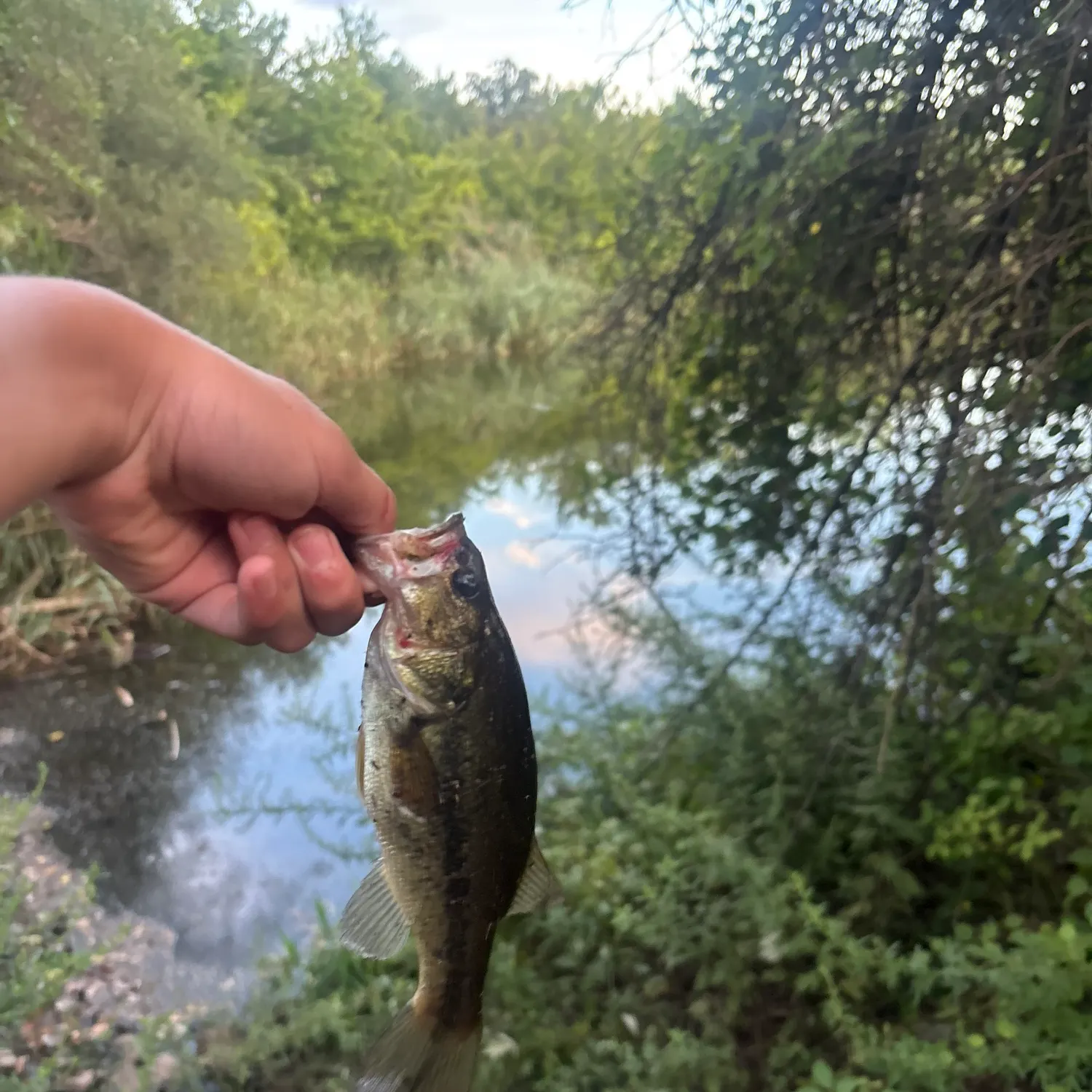 Largemouth bass caught on Fishbrain