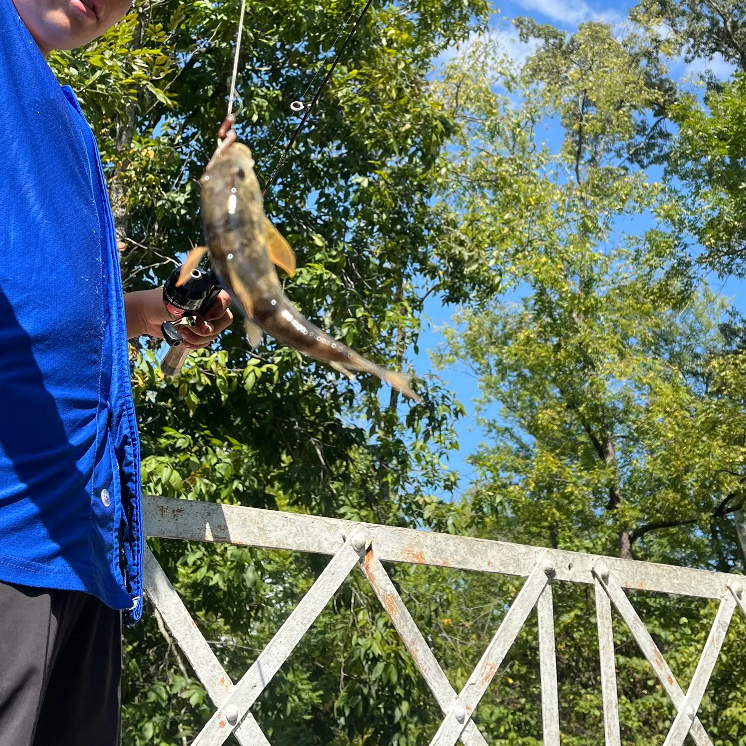 The most recent Northern hogsucker catches on Fishbrain