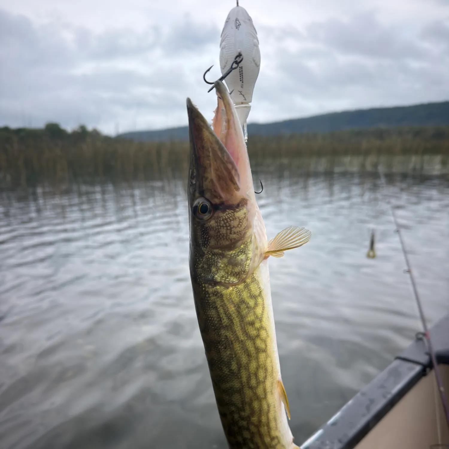 Chain pickerel caught on Fishbrain