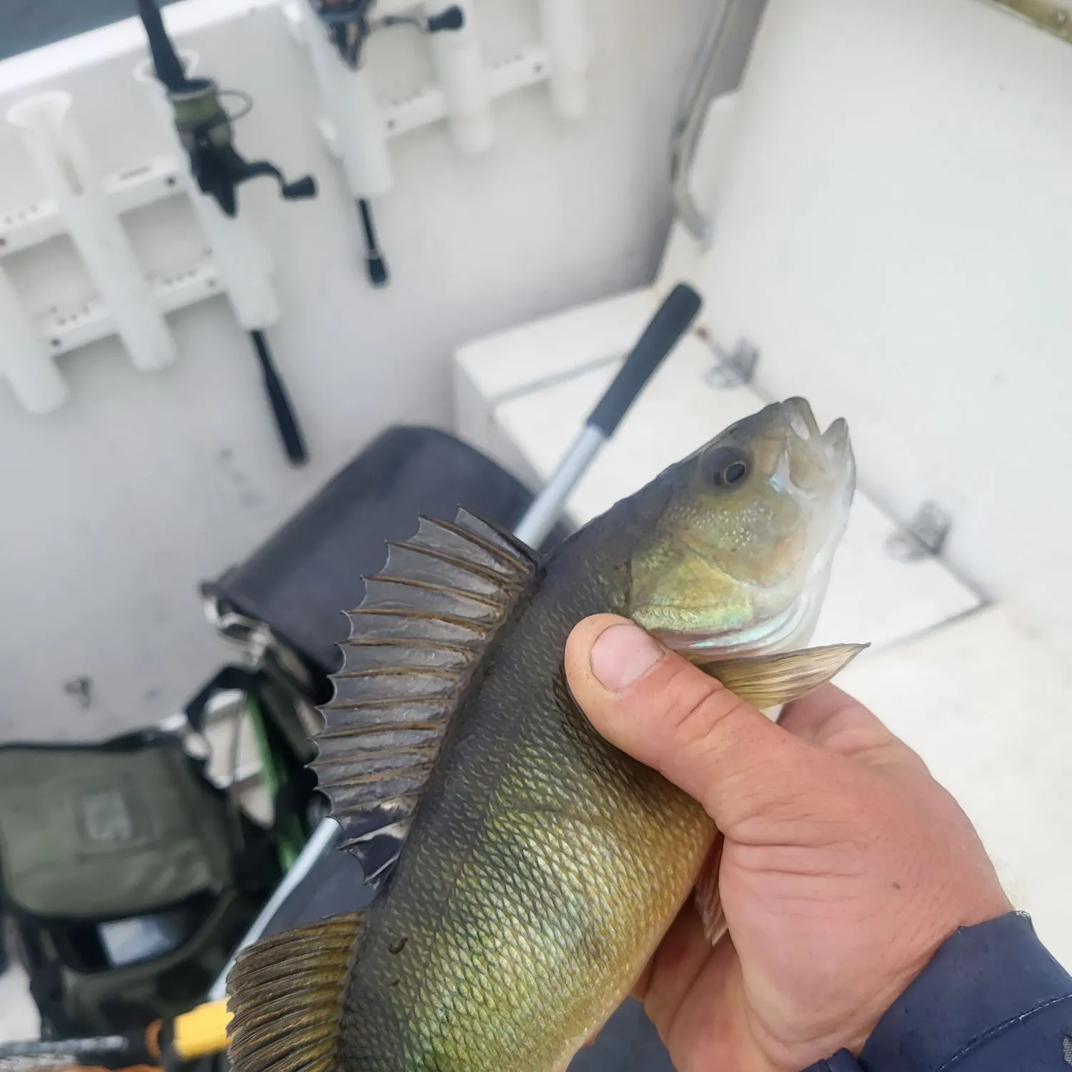 European perch caught on Fishbrain
