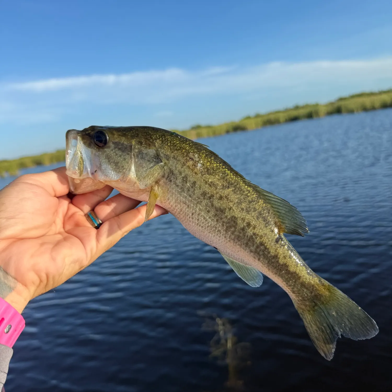 Largemouth bass caught on Fishbrain