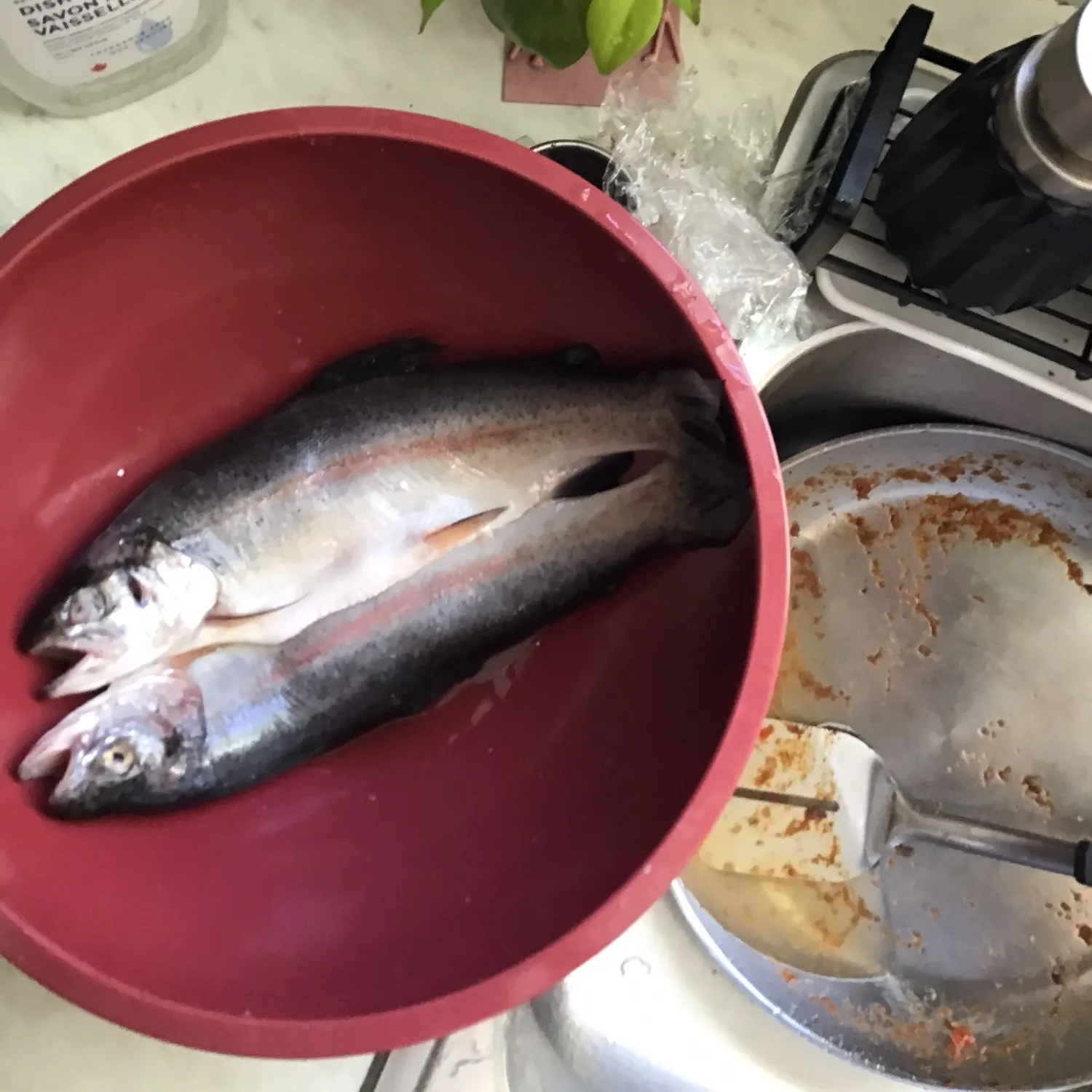 Rainbow trout caught on Fishbrain