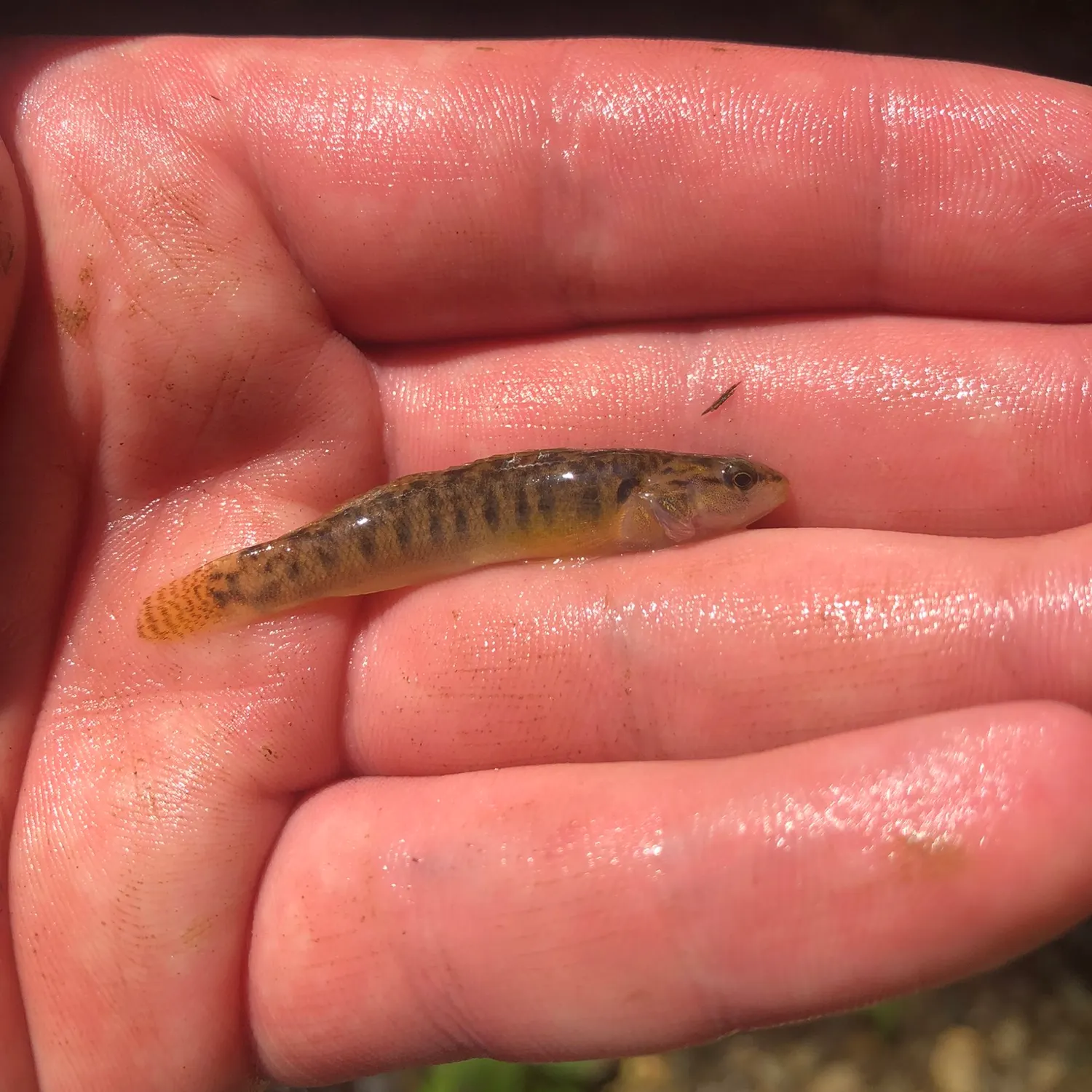 The most recent Fantail darter catches on Fishbrain
