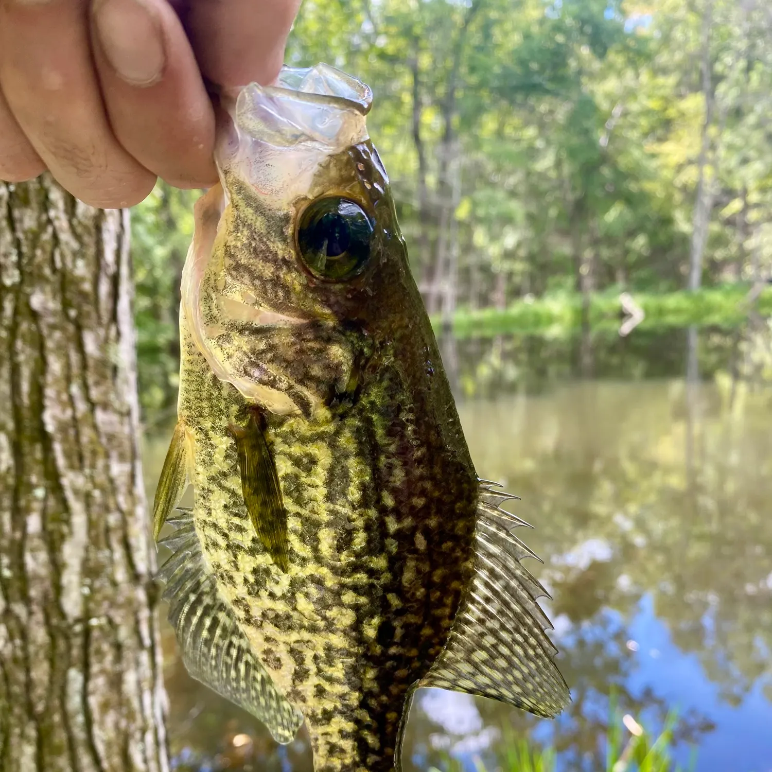 Black crappie caught on Fishbrain