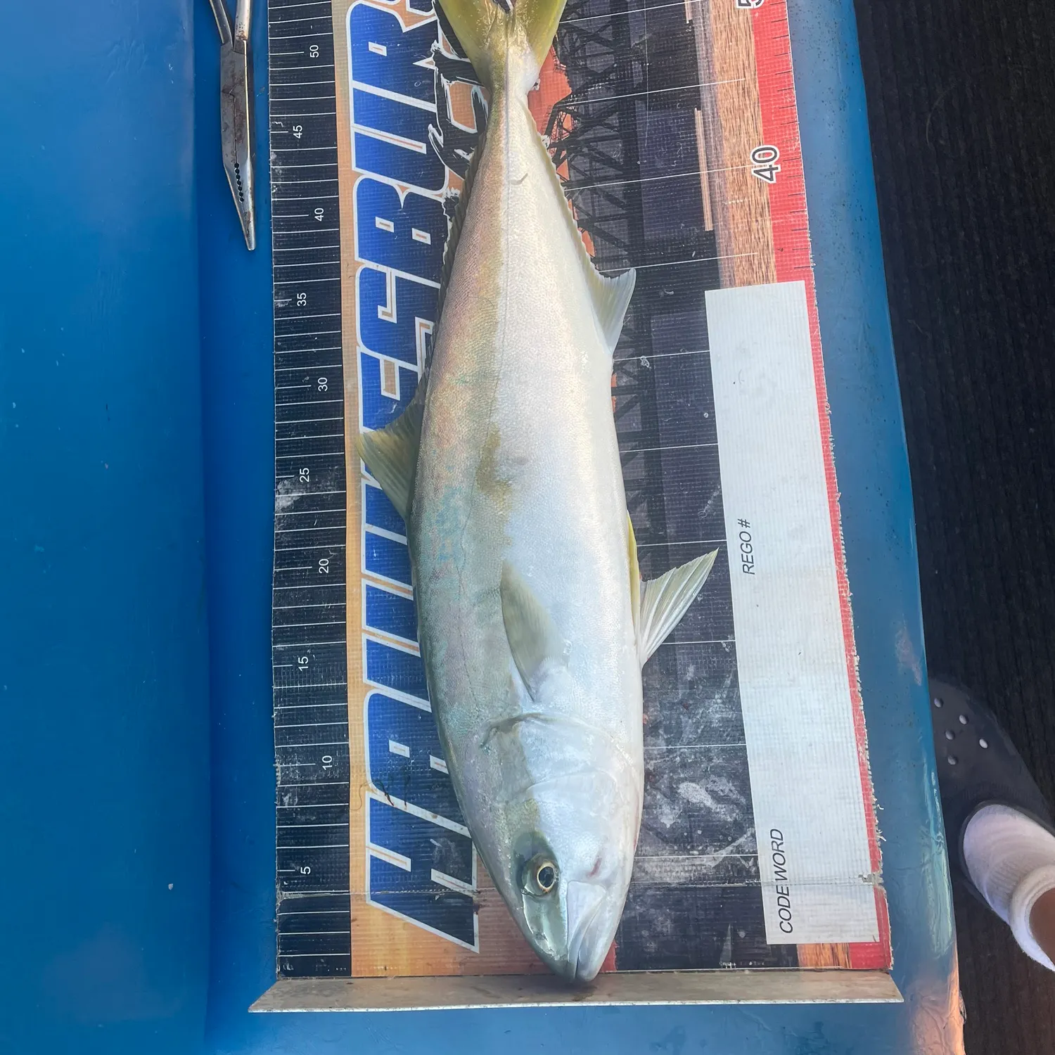 The most recent Southern yellowtail amberjack catches on Fishbrain