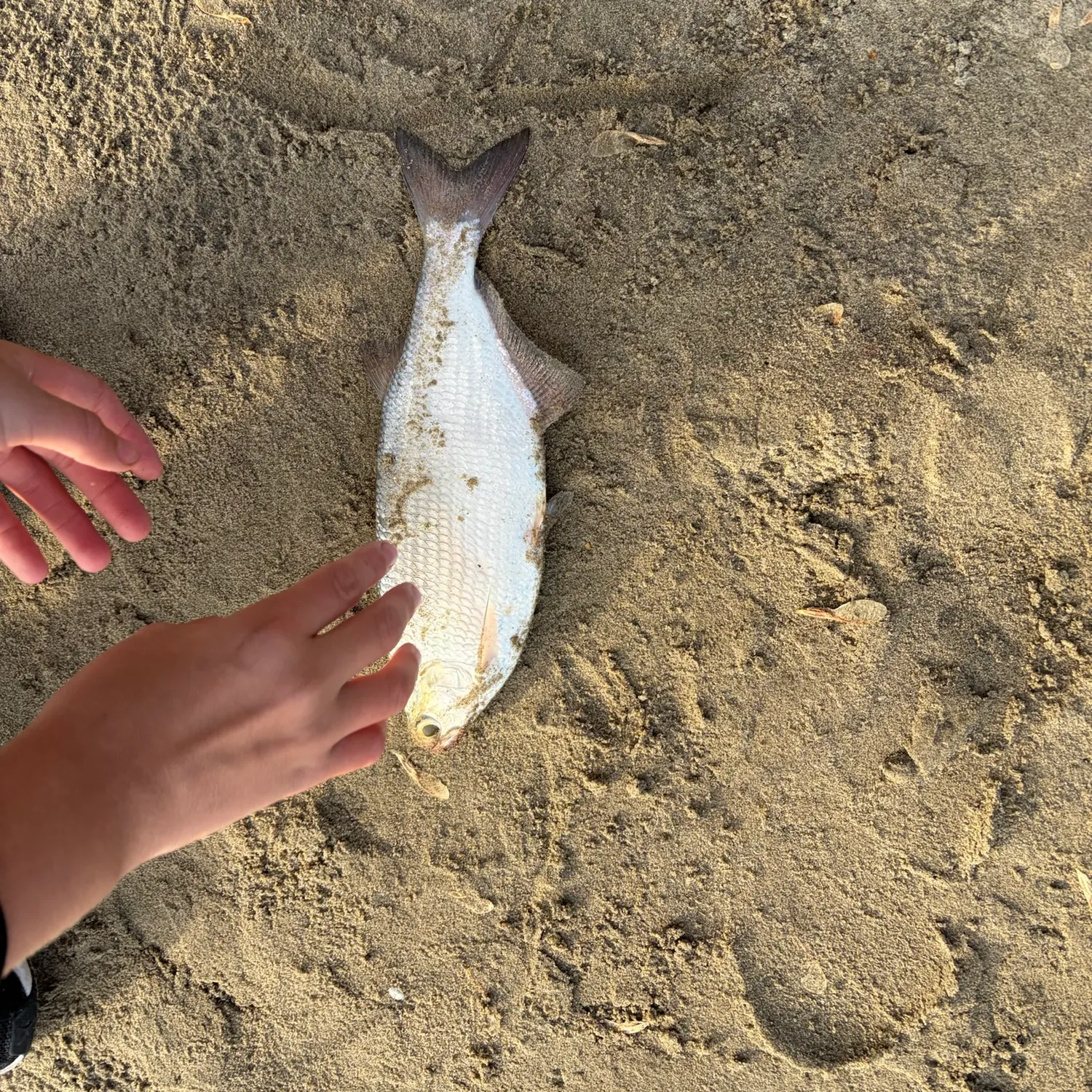 The most recent Goldeye catches on Fishbrain