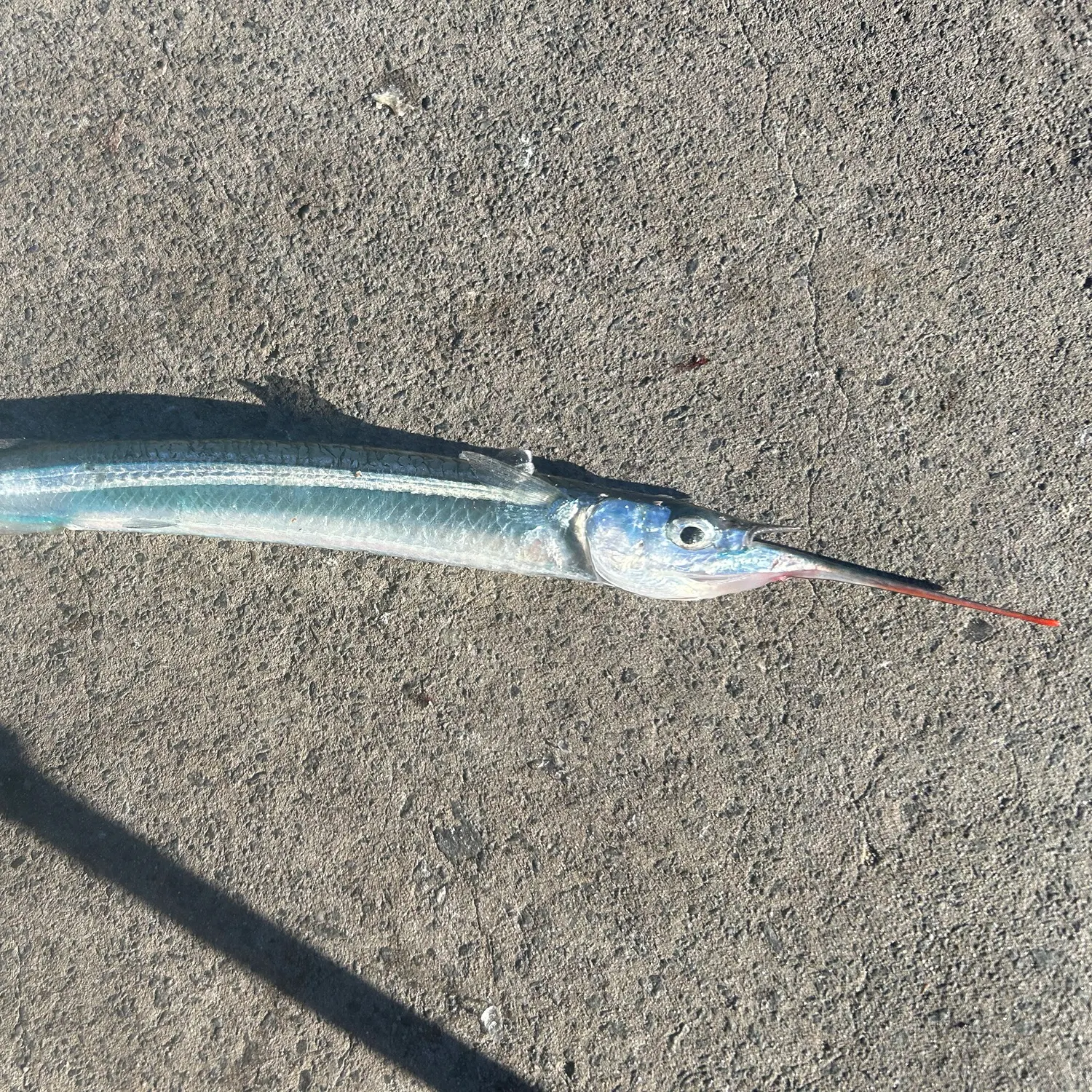 The most recent Needlenose gar catches on Fishbrain