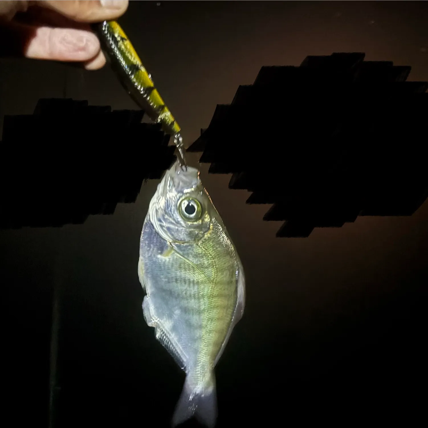 The most recent Barred surfperch catches on Fishbrain