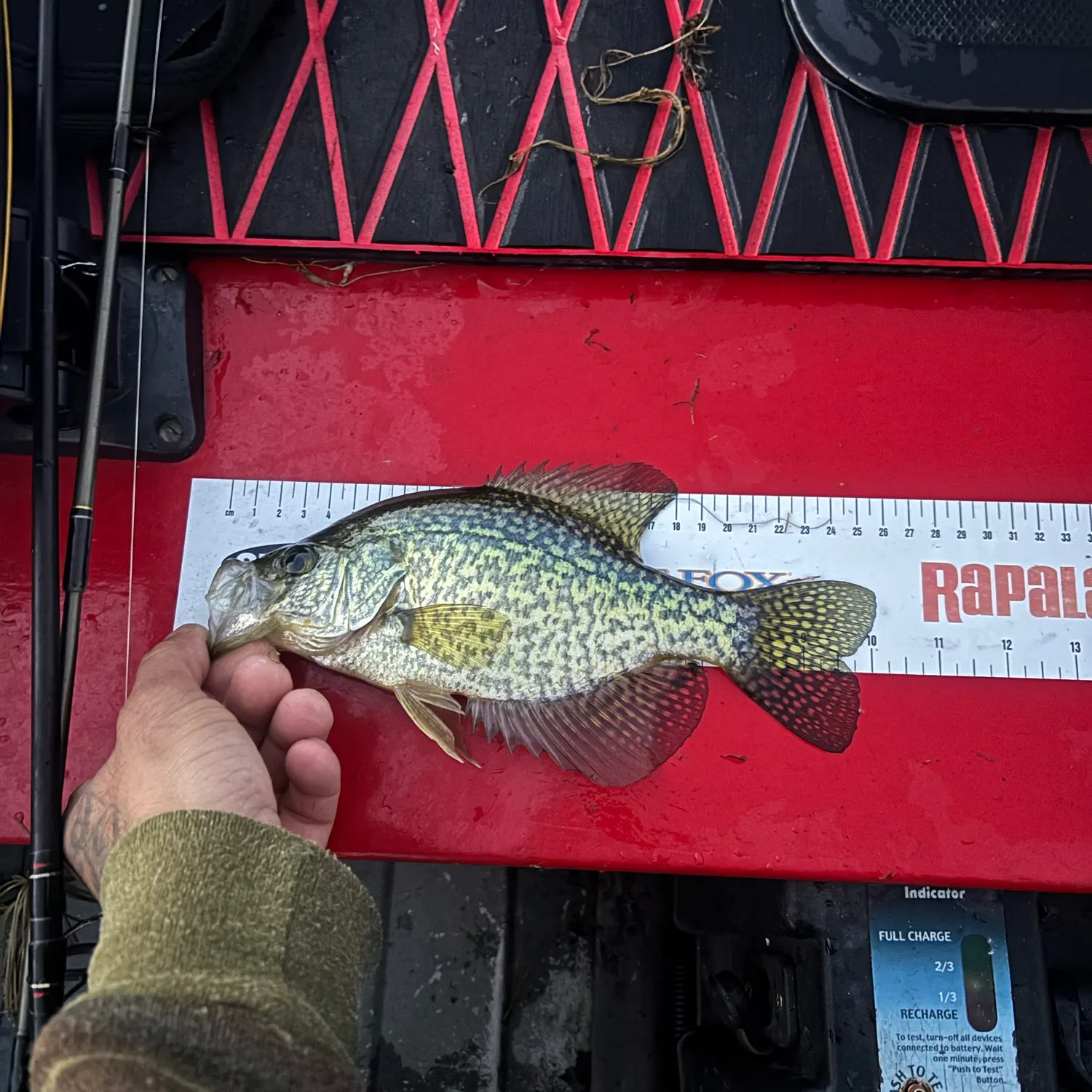 Black crappie caught on Fishbrain