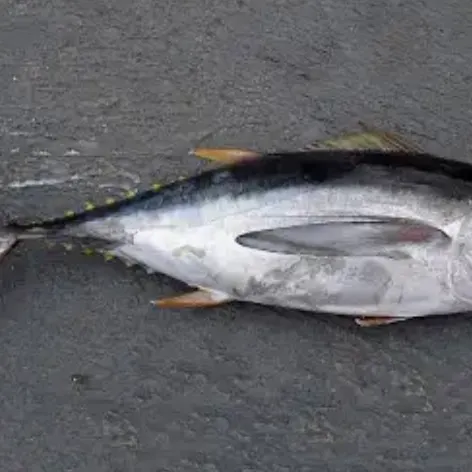 Yellowfin tuna caught on Fishbrain