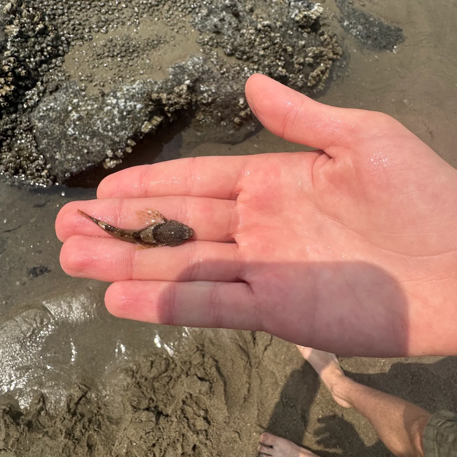 The most recent Longspined bullhead catches on Fishbrain