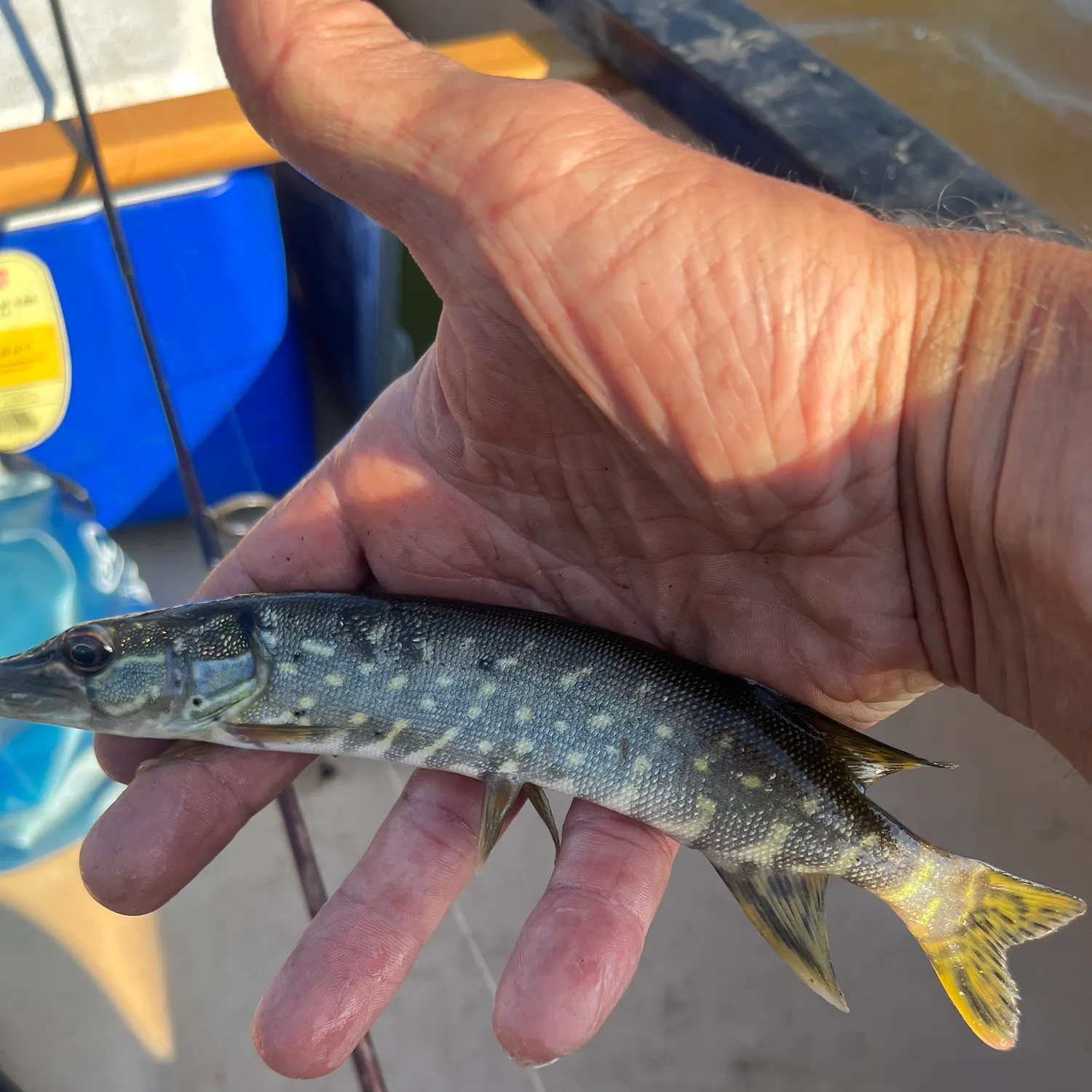 Northern pike caught on Fishbrain