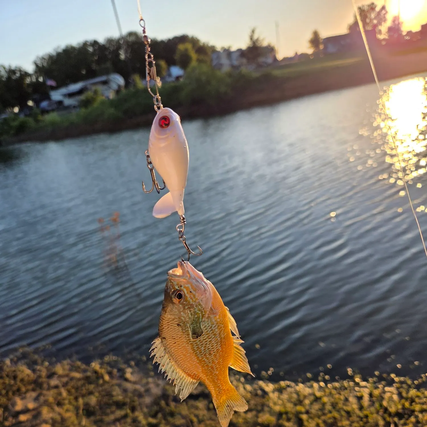 The most recent Bluegill catches on Fishbrain