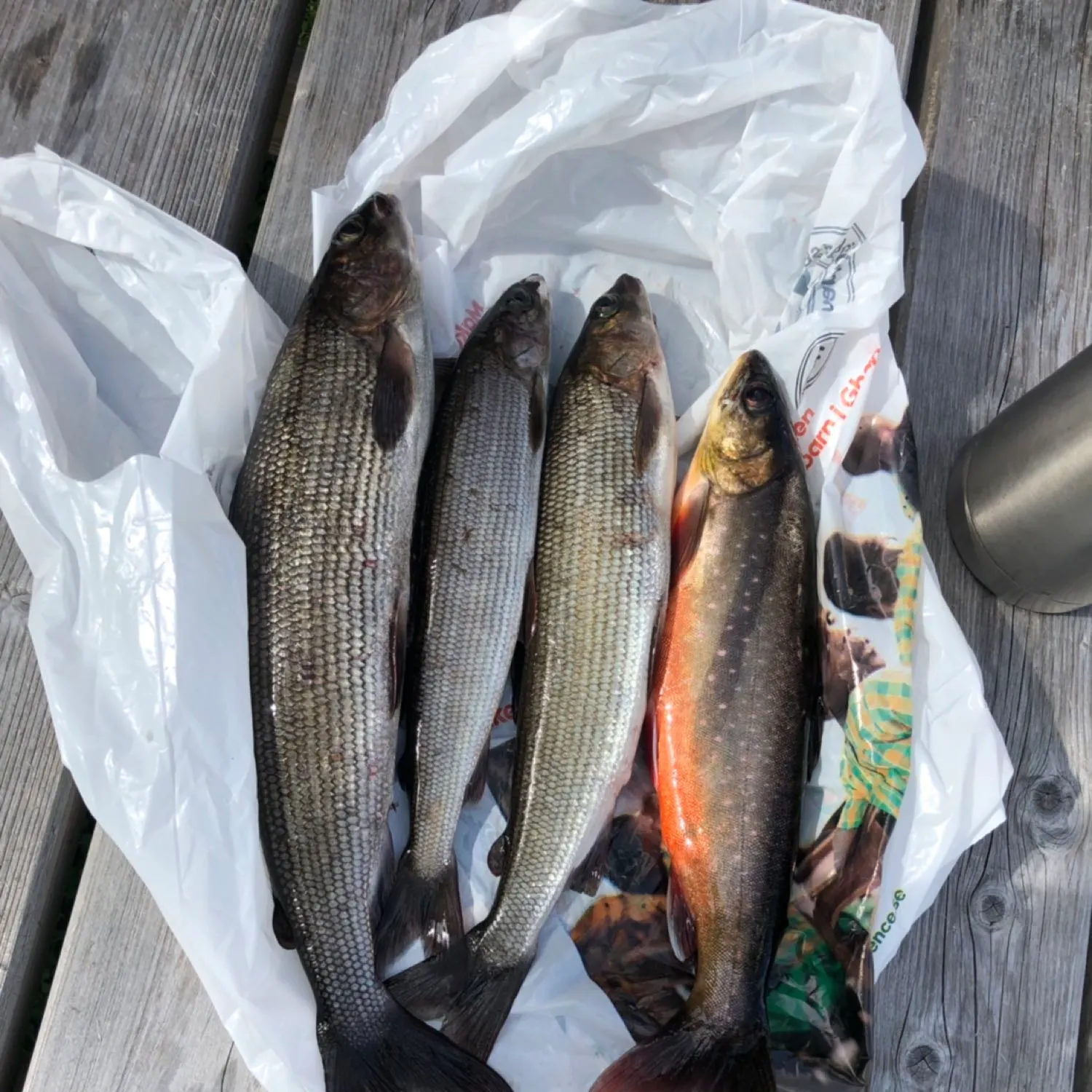 recently logged catches