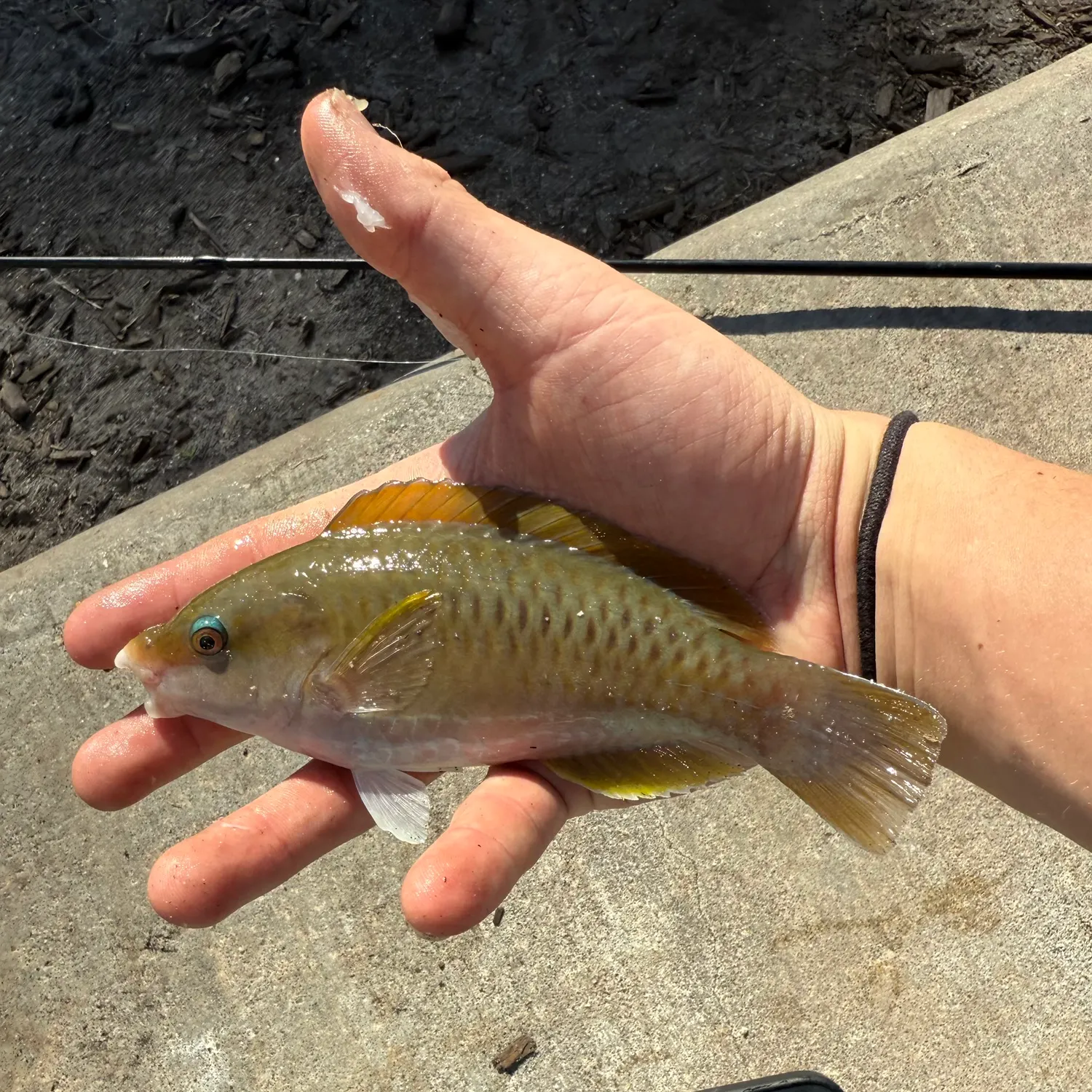 The most recent Princess parrotfish catches on Fishbrain
