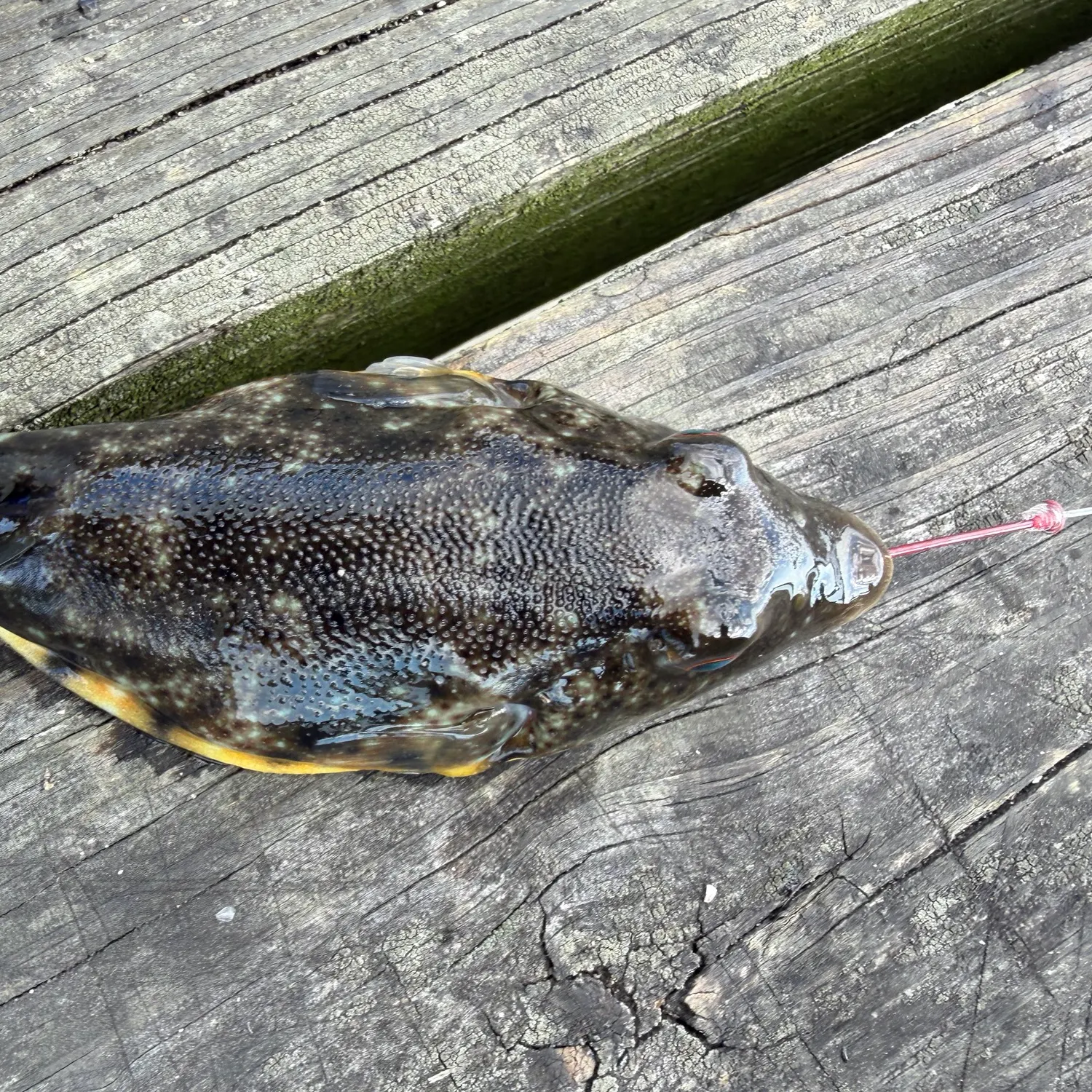 Northern puffer caught on Fishbrain