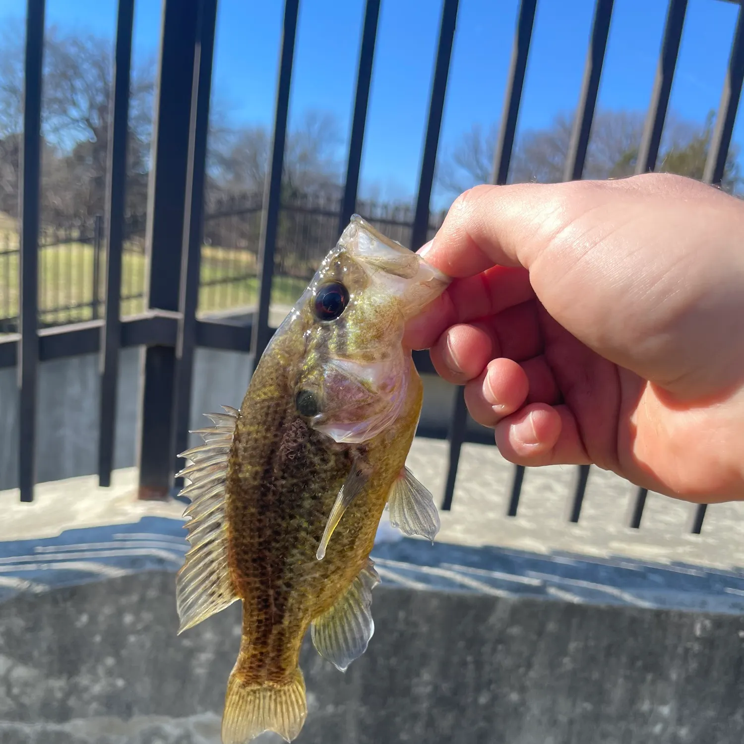 The most recent Warmouth catches on Fishbrain