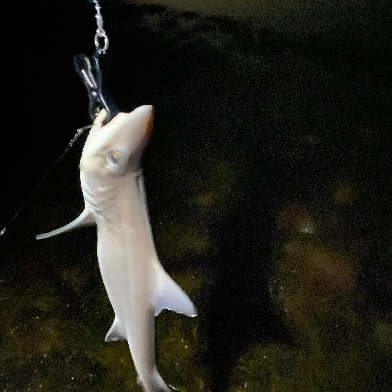 Dusky smooth-hound caught on Fishbrain