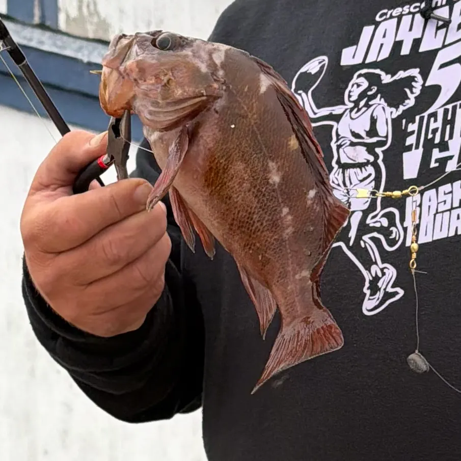 Copper rockfish caught on Fishbrain
