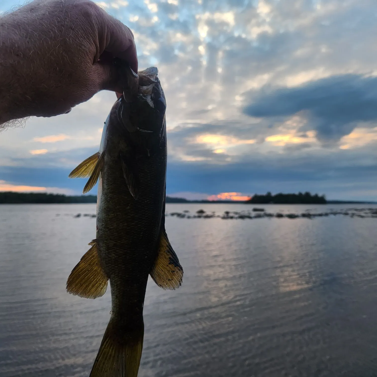 Smallmouth bass caught on Fishbrain