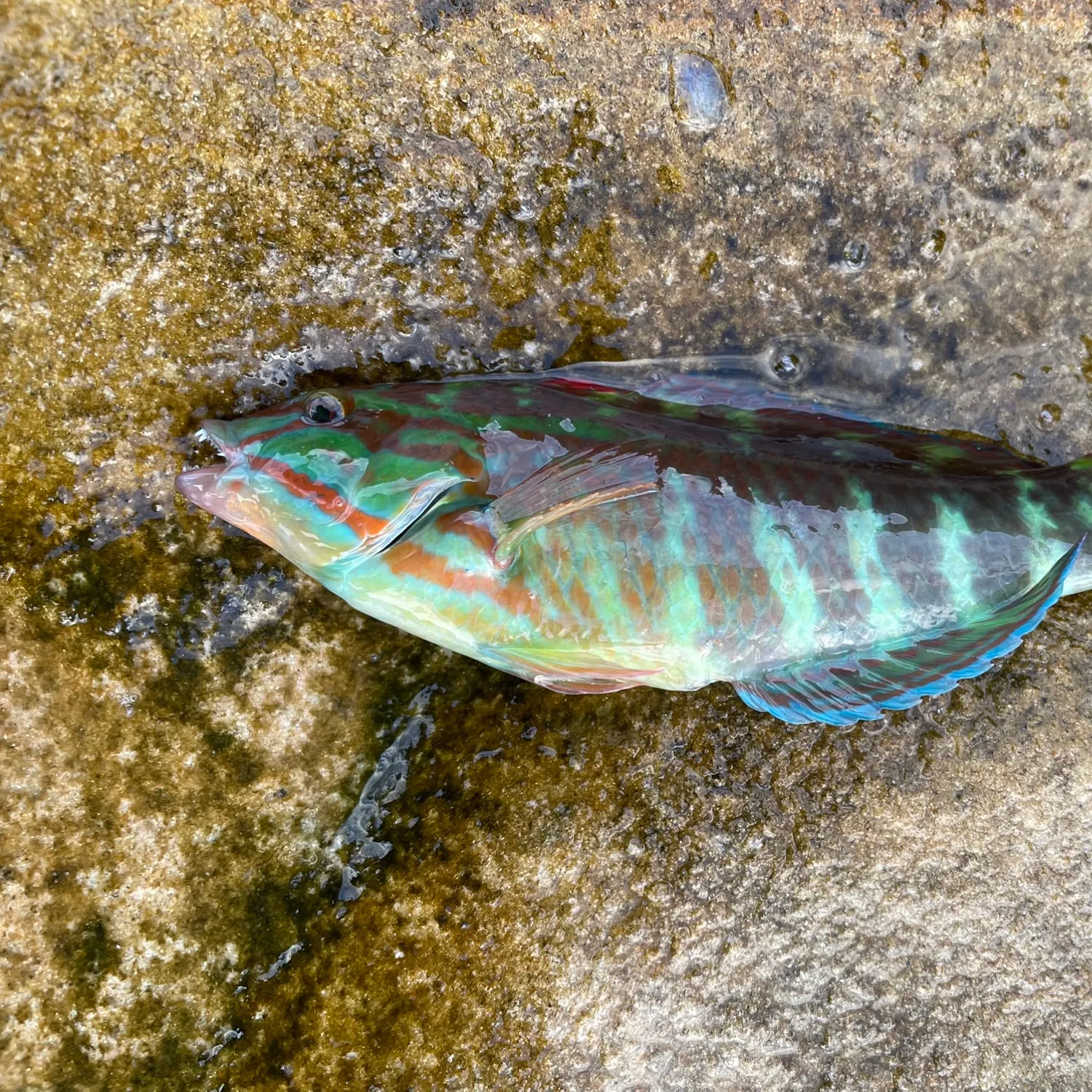 The most recent Gunther's wrasse catches on Fishbrain