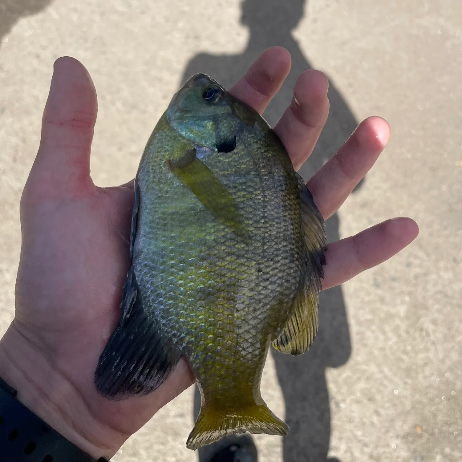 catch